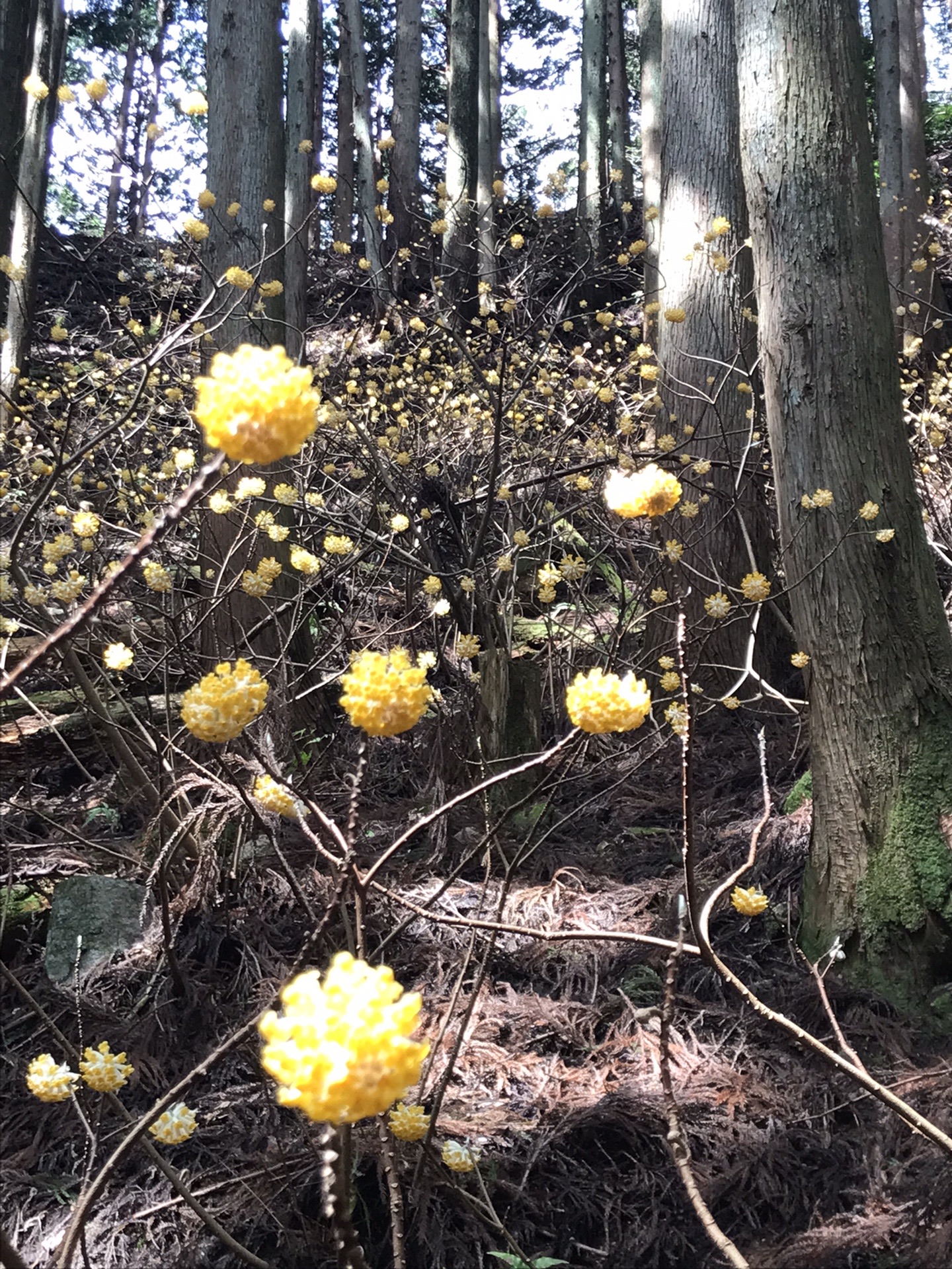 野登山ミツマタぽこぽこ22 03 27 まにさんの高見山 黒石山 天狗山の活動データ Yamap ヤマップ