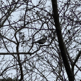 紀泉アルプス・飯盛山・ボンデン山 シジュウカラさん🐦