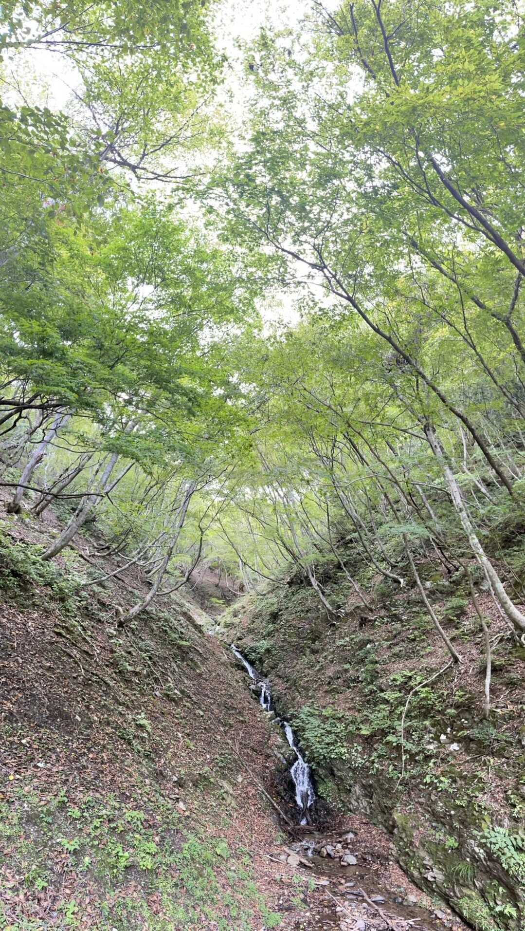 高島トレイル三国岳 / りゅうさんの三国岳・経ヶ岳・小野村割岳の活動データ YAMAP / ヤマップ