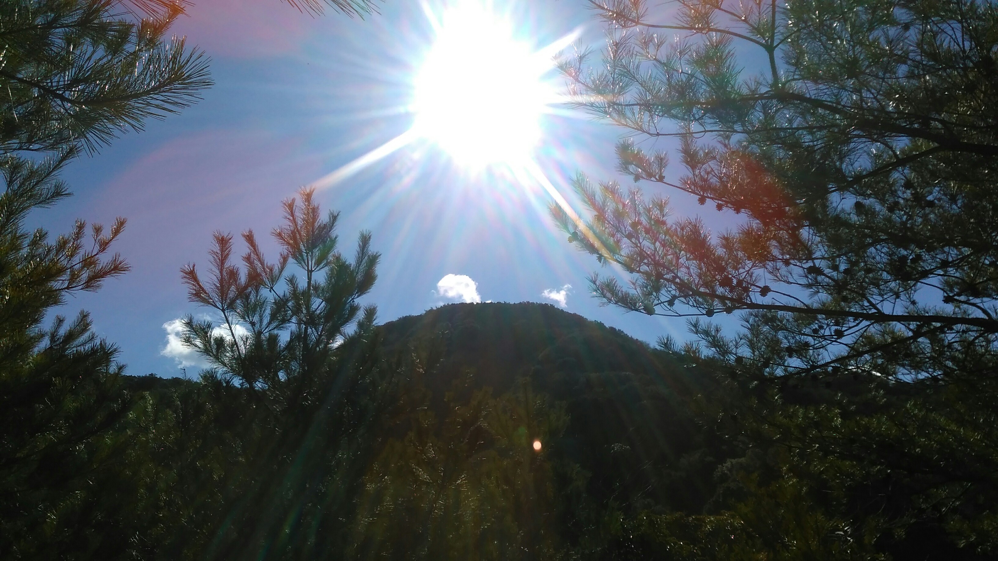弥治郎岳 折野山 海見峠 桜越 番山 内谷峠 膝は痛め シダを漕ぎ 動物たちには悩まされどまだ見ぬ強敵 山 峠 越 三角点 たちを求めて 36ooyamaoさんの大麻山 天円山の活動データ Yamap ヤマップ