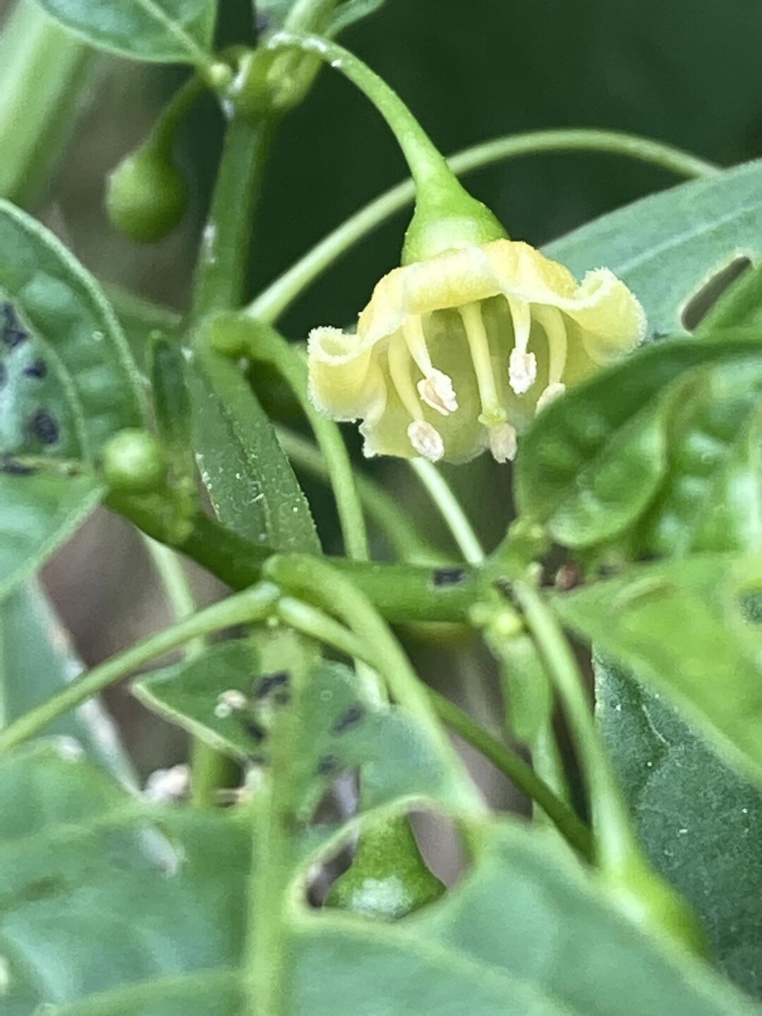 花の命は短くて。そうなんです。そして花に... / のぼるさんのモーメント YAMAP / ヤマップ