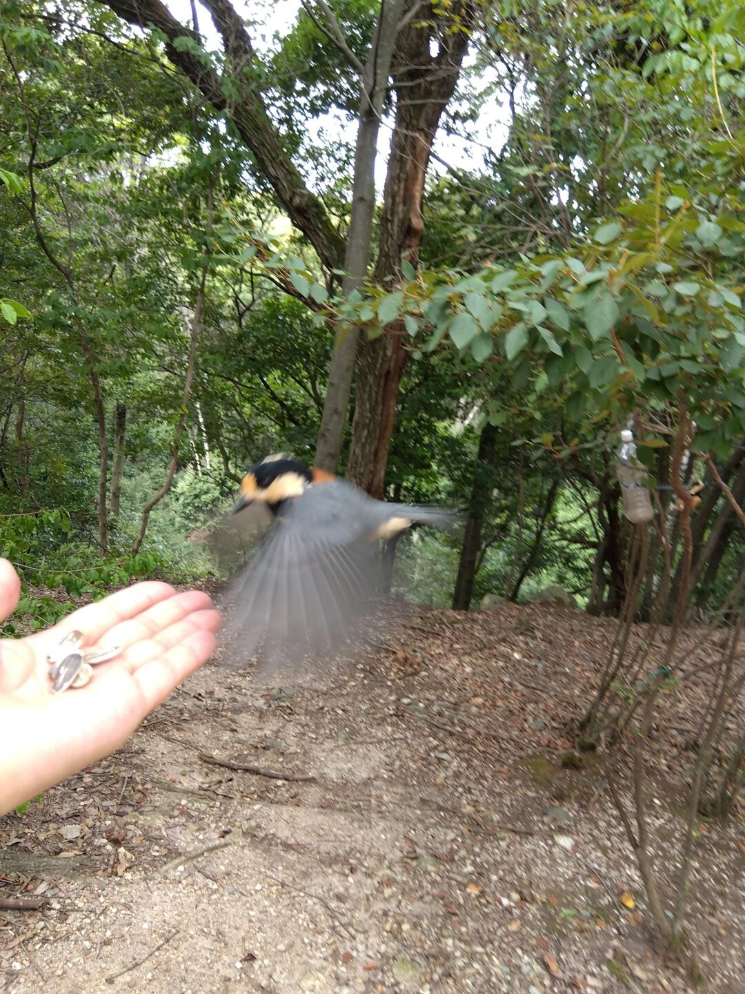 大吉山(仏徳山)・朝日山 / ホッピーさ …