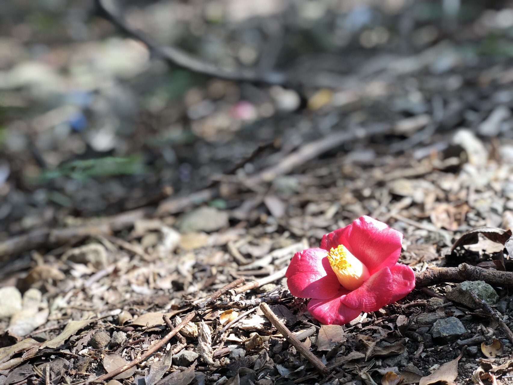 姫越山から座佐の高 断崖絶壁を行く かなやんさんの姫越山の活動データ Yamap ヤマップ