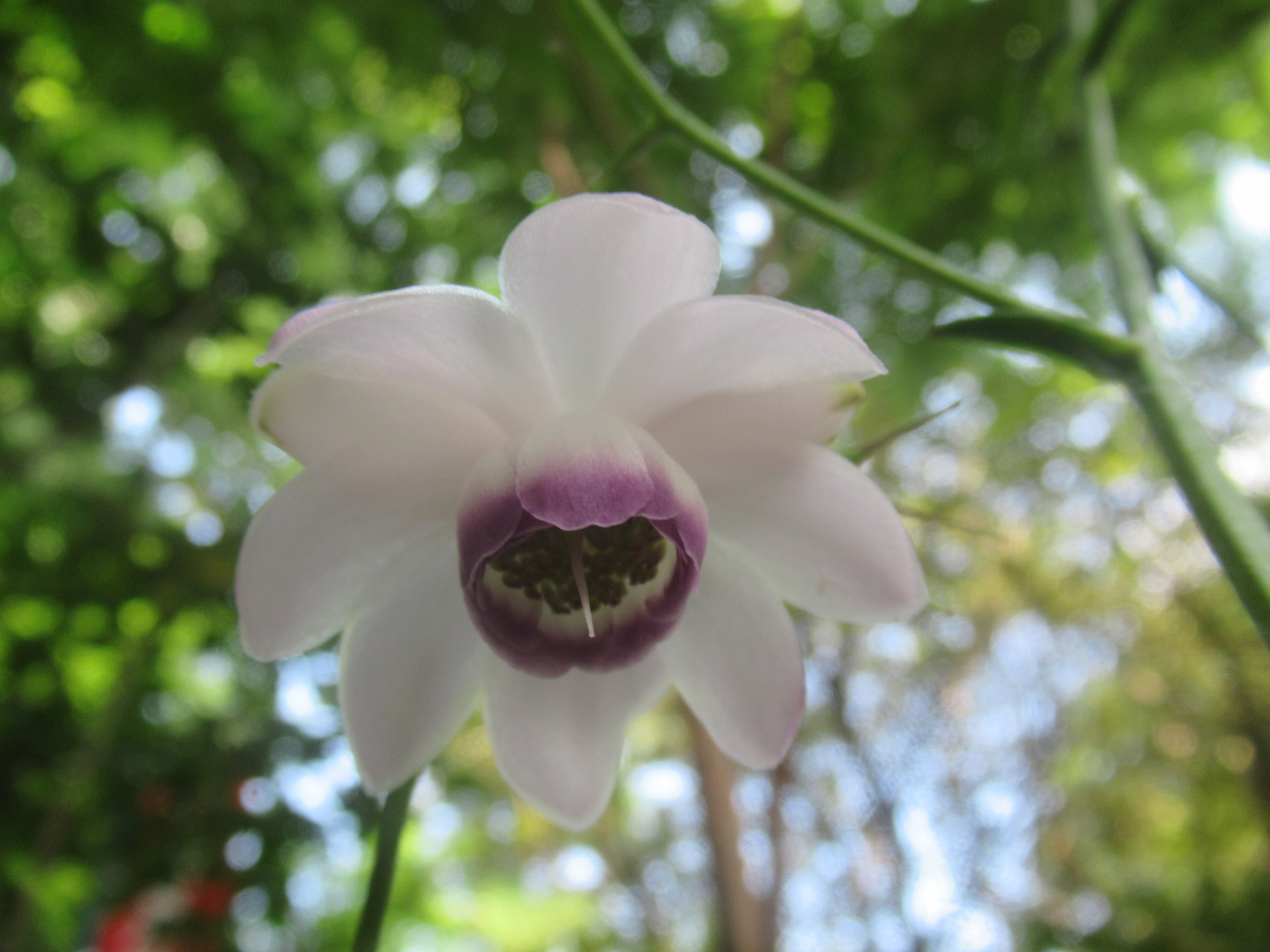 森の妖精 レンゲショウマ 4 町田市三輪町高蔵寺 Ryuyuさんの横浜市 北エリアの活動日記 Yamap ヤマップ