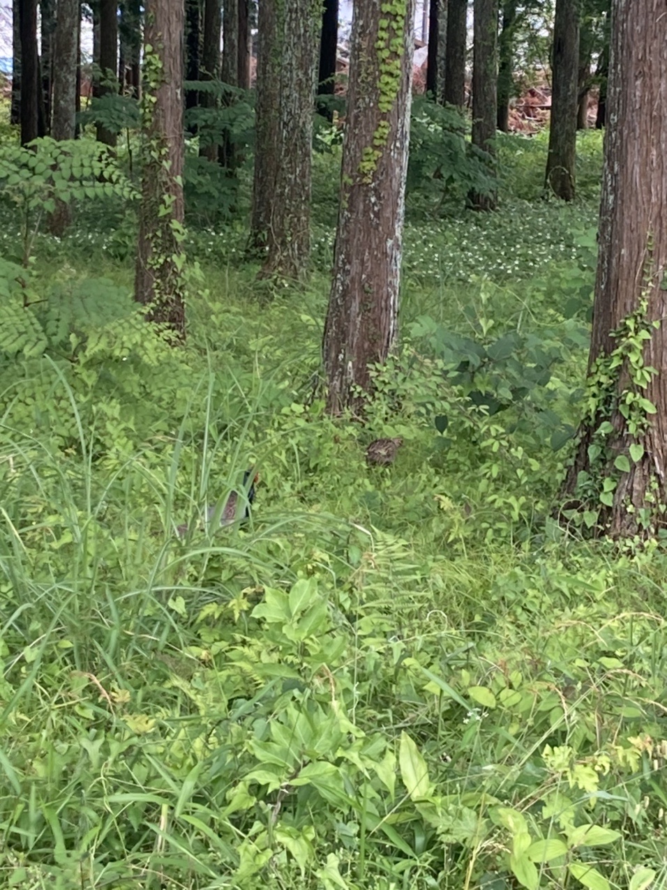 富士山0 3776チャレンジday1 砂山公園 Sgtyutaさんの富士山登山ルート3776 1日目コースの活動日記 Yamap ヤマップ