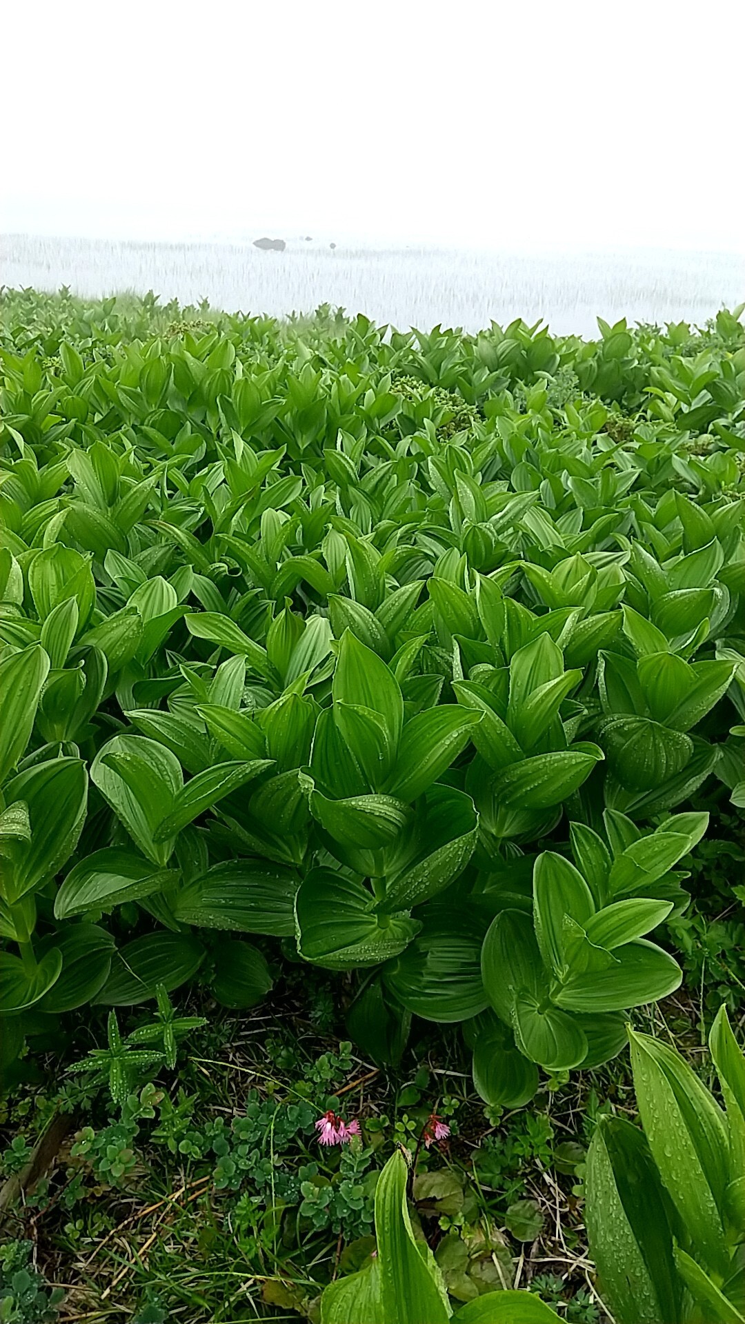 真っ白 だけど花 花 一切経山 吾妻小富士 さはらさんの吾妻山 一切経山の活動データ Yamap ヤマップ
