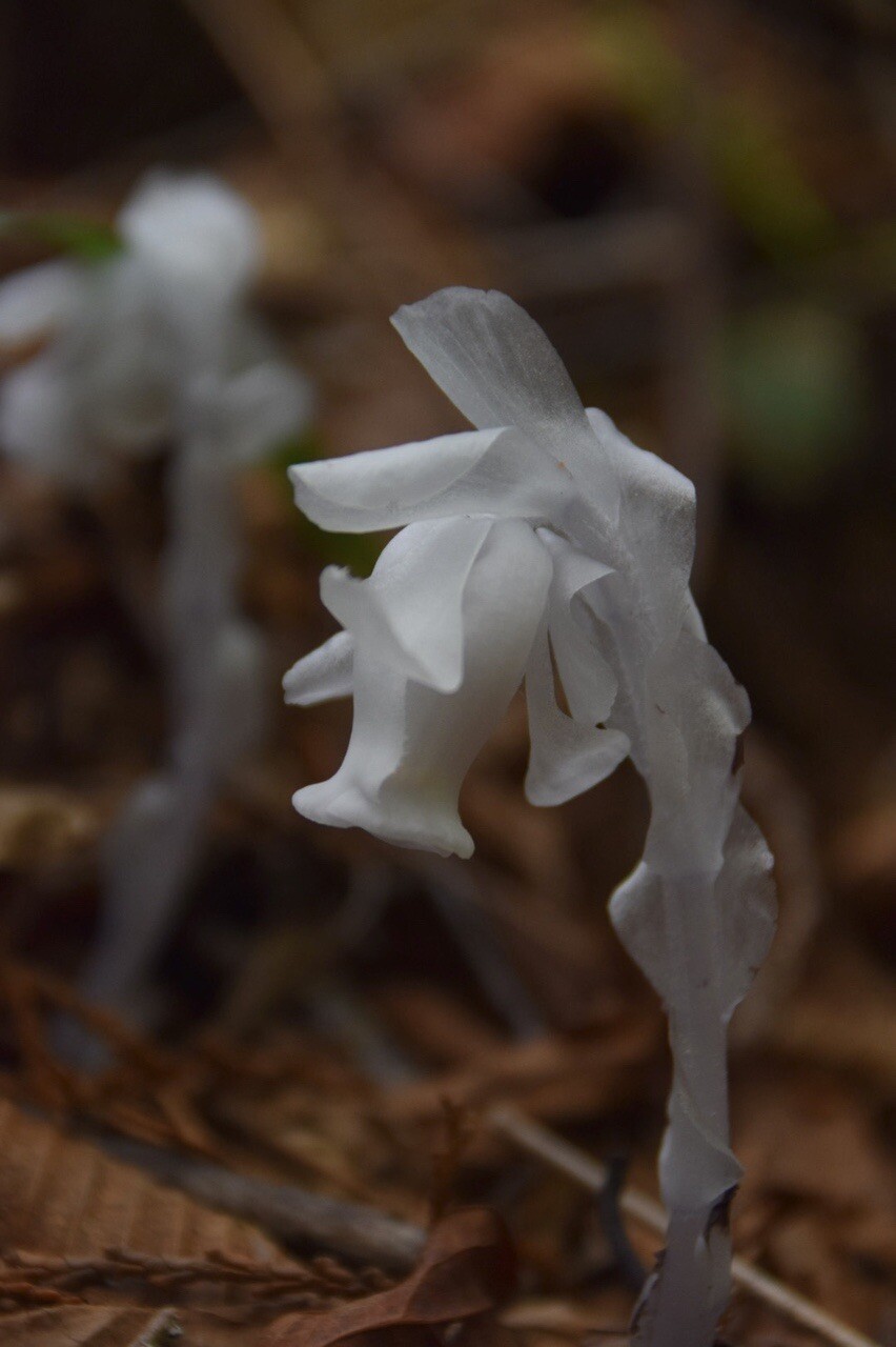 ギンリョウソウと水芭蕉が満開な奥三界岳 奥三界岳 夕森山の写真5枚目 可愛すぎる Yamap ヤマップ