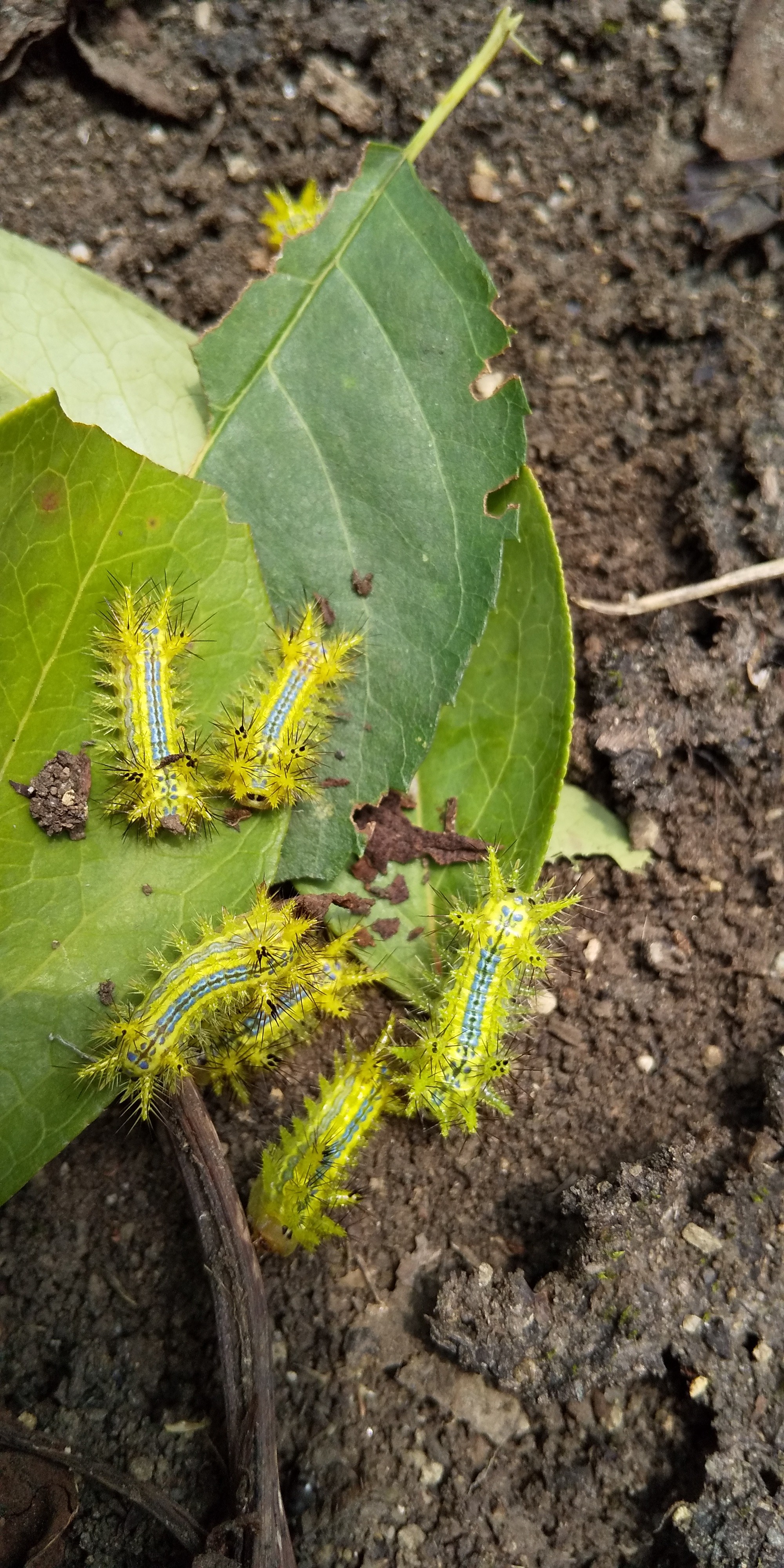 イラガに刺されたー ティートゥリー最強 岩井川岳に登りました H Lily 花ちゃん さんの九重山 久住山 大船山 星生山の活動データ Yamap ヤマップ