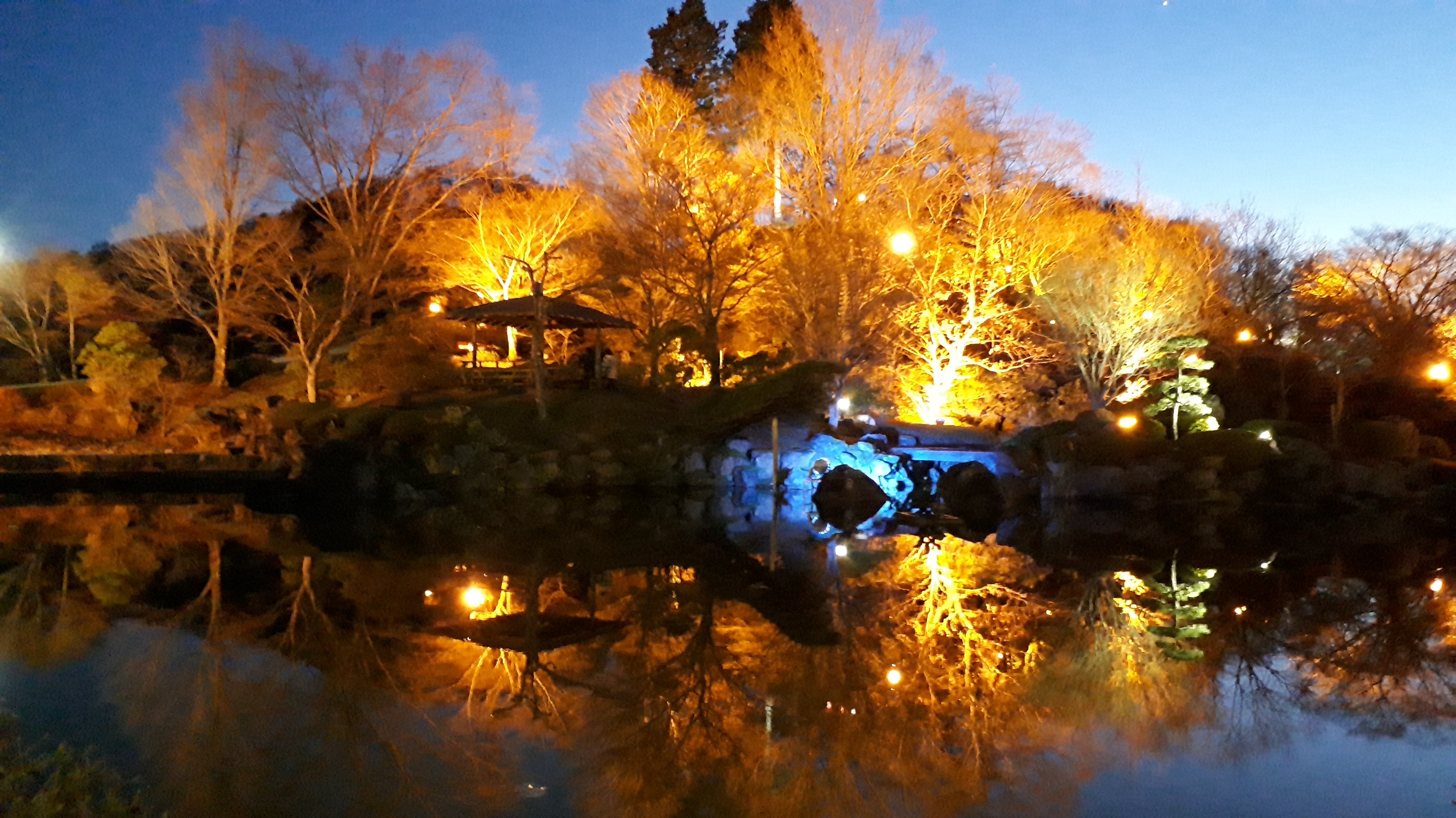 桜山 ぐんまちゃん と冬桜 のライトアップ に感謝 ゴリラさんの御荷鉾山 オドケ山 桐ノ城山の活動日記 Yamap ヤマップ