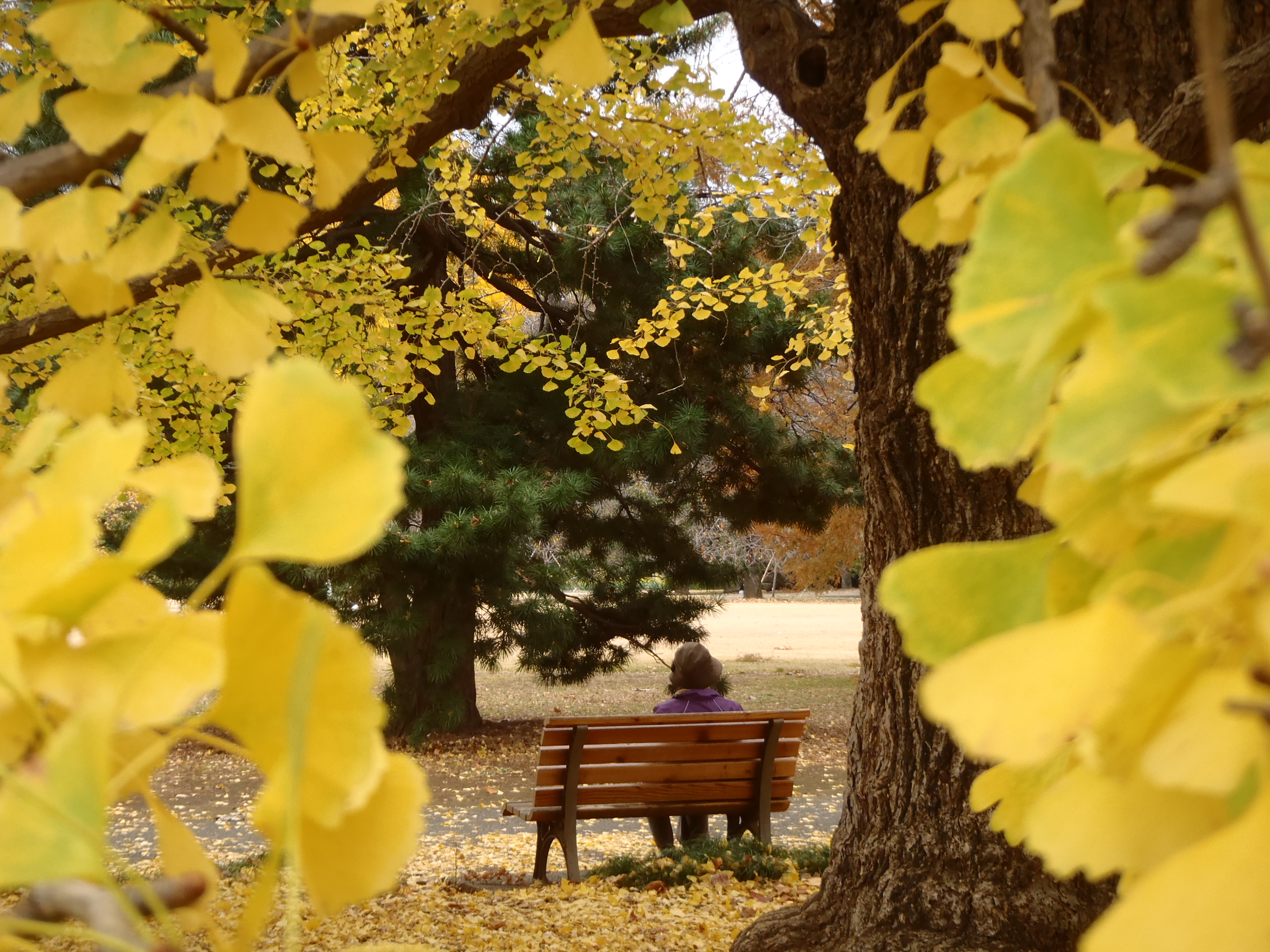 そろそろ終盤東京紅葉散策 北の丸公園 皇居乾通り 新宿御苑 太田黒公園 哲学堂公園 ゆかちゃんさんの東京都23区 中央エリアの活動データ Yamap ヤマップ