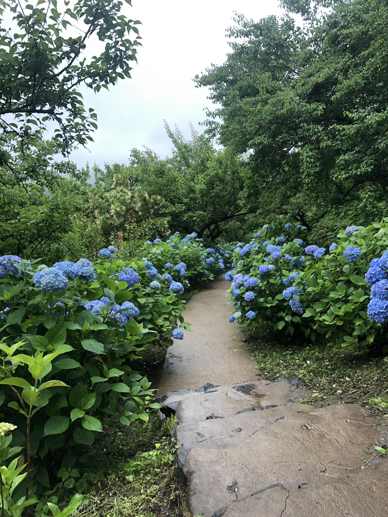 船岡城址公園 紫陽花まつり Sevenさんの柴田町の活動データ Yamap ヤマップ
