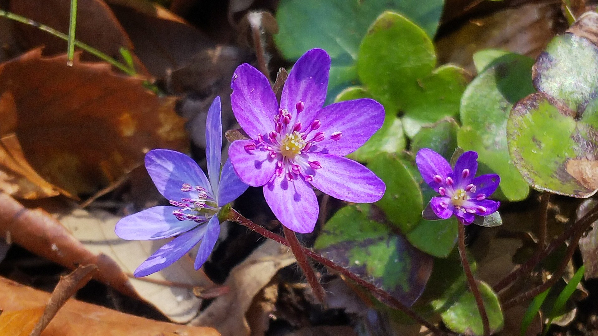 ミスミソウを見に植物園お散歩 あさいさんのウォーキングの活動データ Yamap ヤマップ