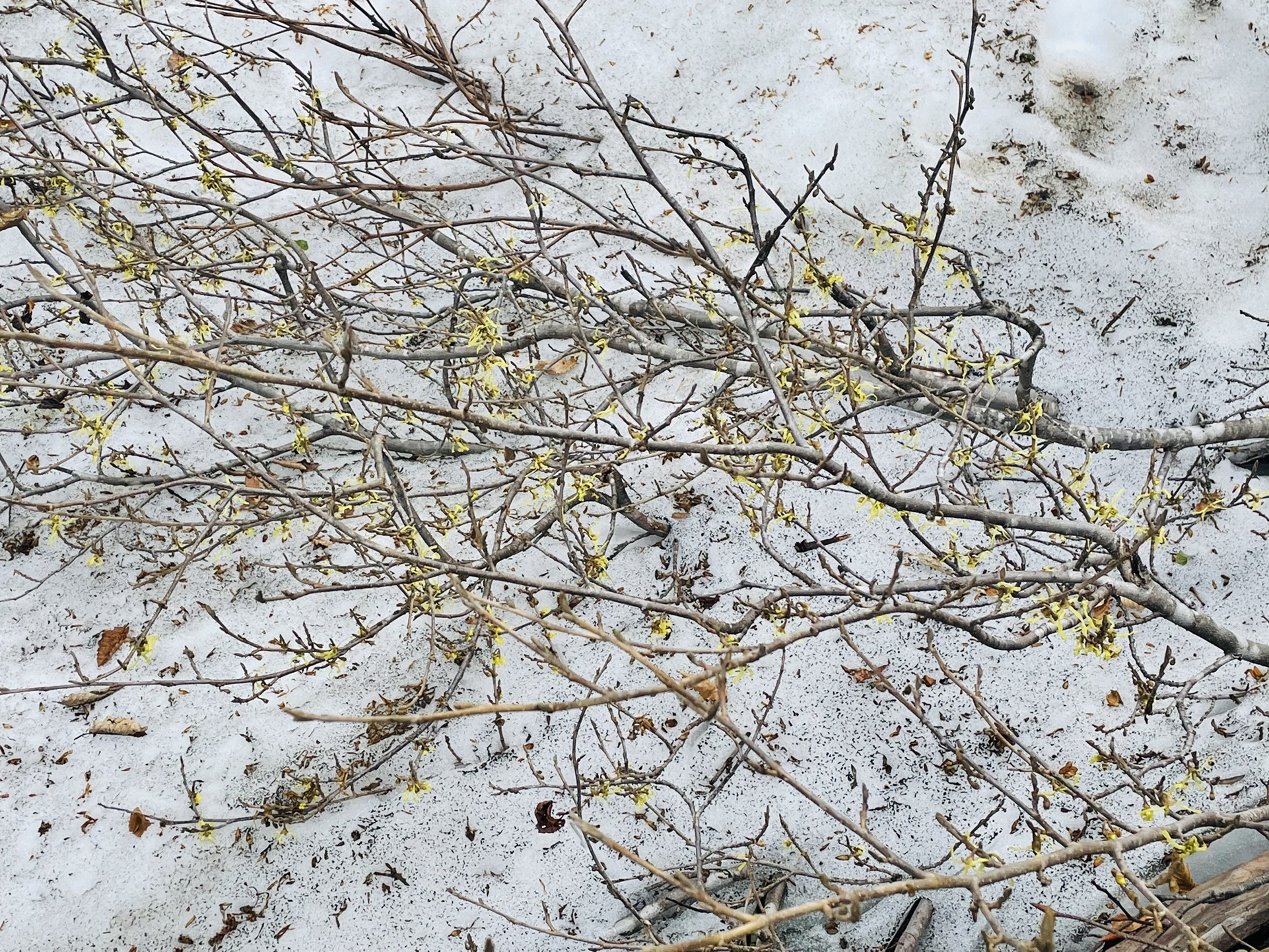 雪！
マンサク！