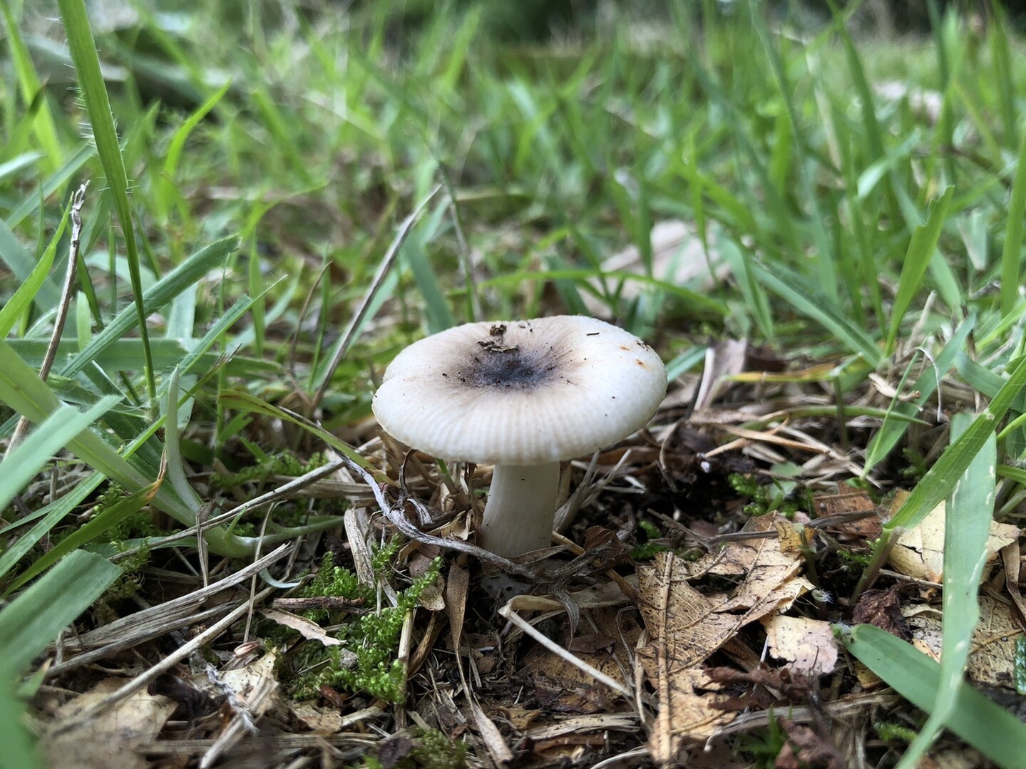 続 曽我丘陵でキノコざくざく ぱやさんの不動山 浅間山 曽我山の活動日記 Yamap ヤマップ