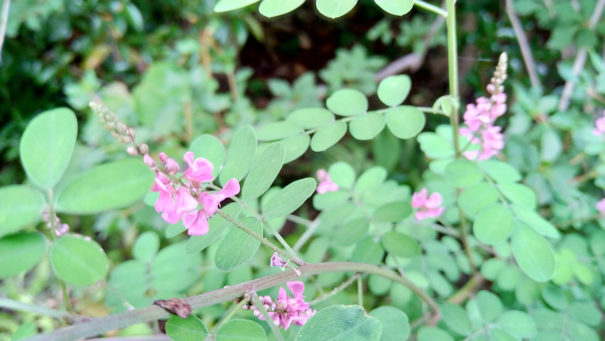 小牧ほたるの里 Tomatobasilさんの尾張富士 尾張本宮山 尾張白山の活動日記 Yamap ヤマップ