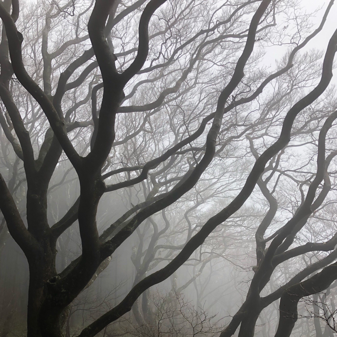 霧の山のシルエット 01 29 マサユキさんの皿ヶ嶺 梅ヶ谷山 うなめごの活動データ Yamap ヤマップ