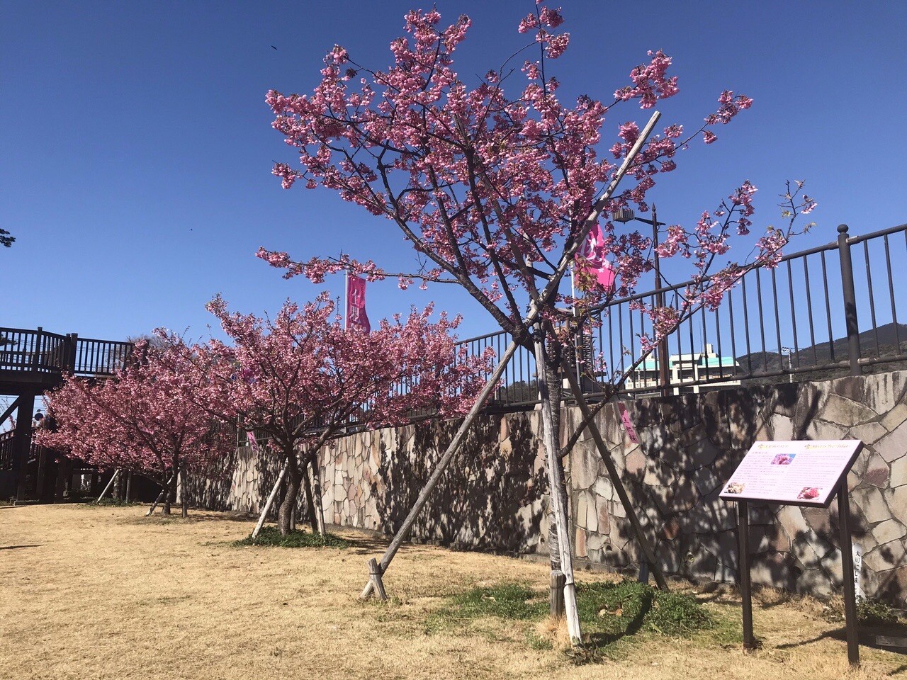 早咲き桜は河津桜が有名ですが 土肥桜はそ たけぞーさんのモーメント Yamap ヤマップ