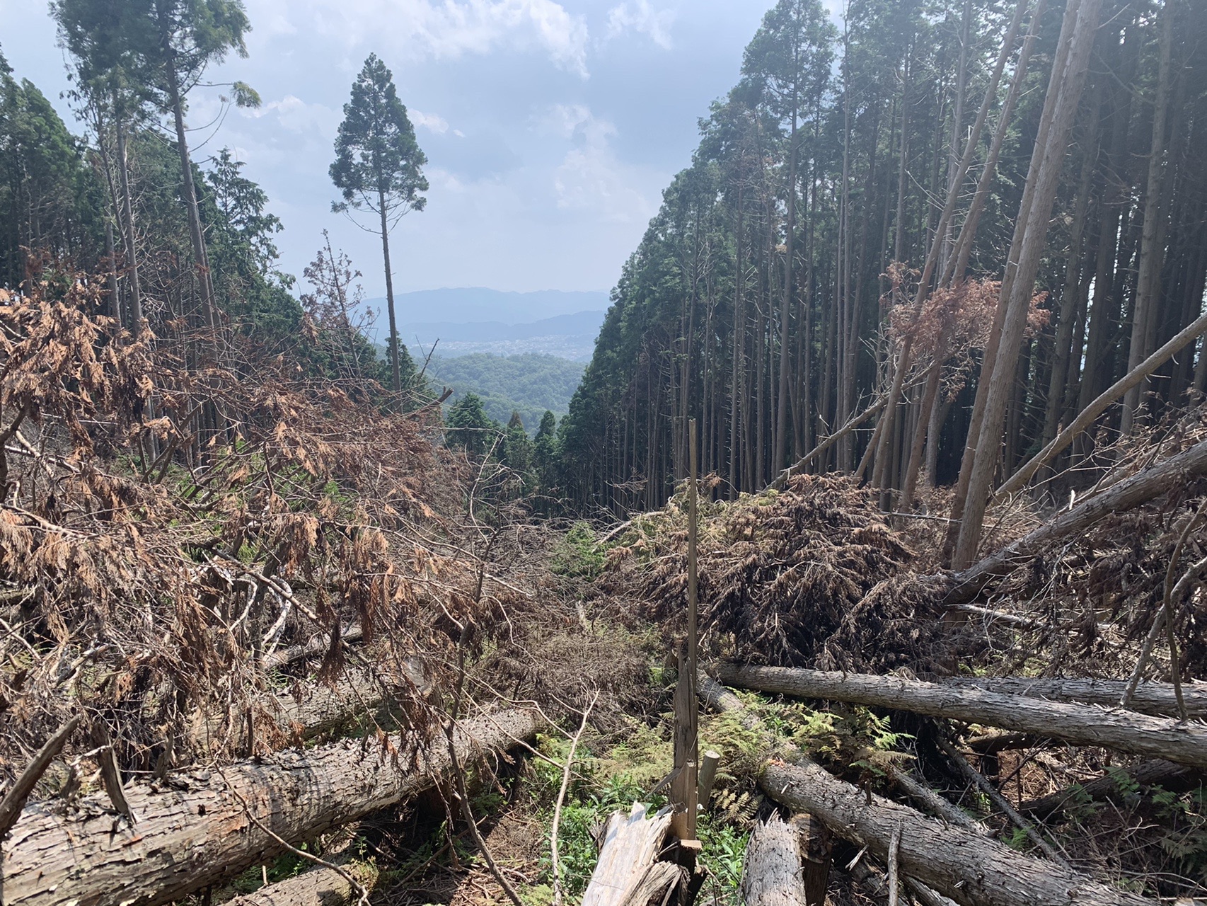 比叡へ向かうもじっとり汗で 山坊主 さんの比叡山 横高山 梶山の活動データ Yamap ヤマップ