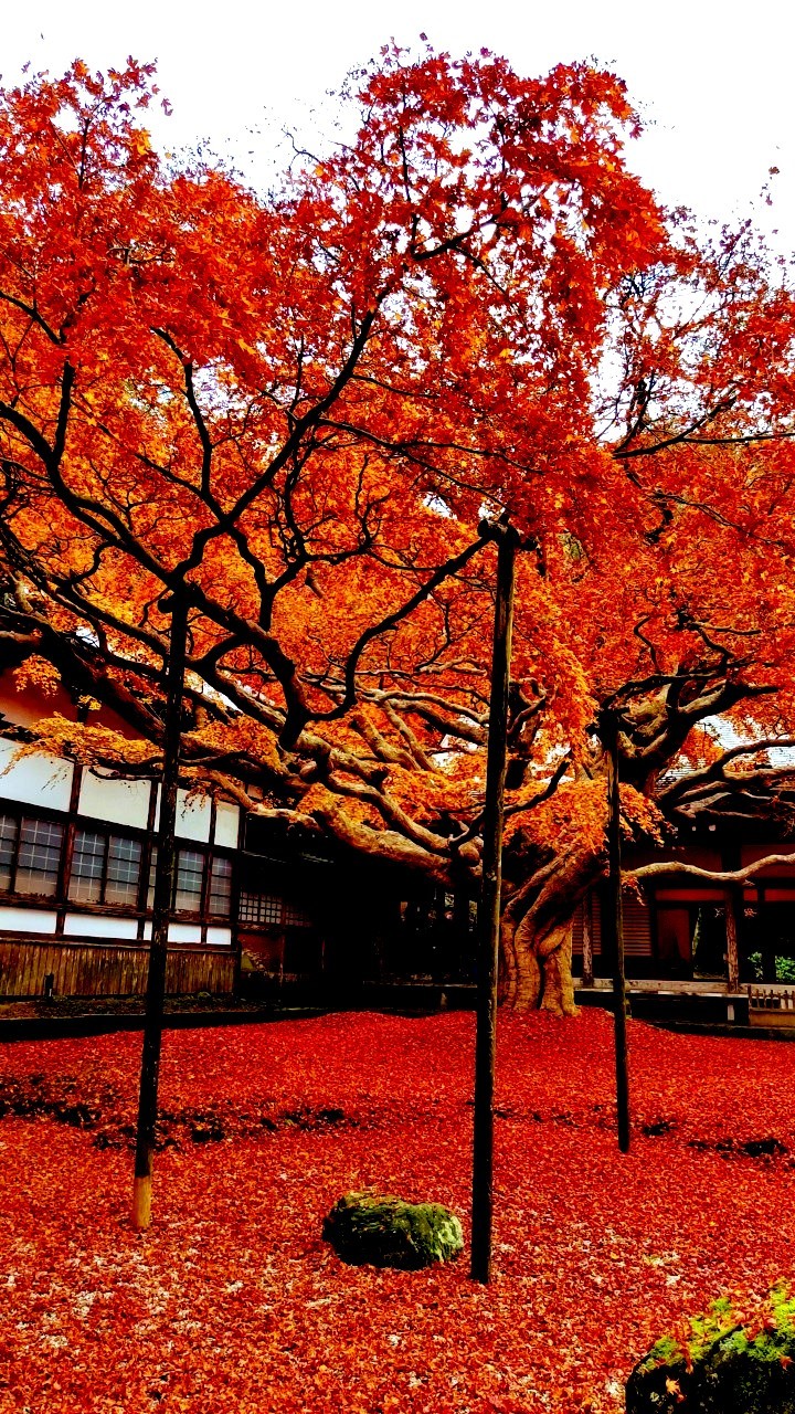 紅葉 雷山と不動池と千如寺 ｔ坊さんの雷山 井原山の活動日記 Yamap ヤマップ