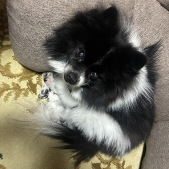 まもぴ🦊🐼🐢