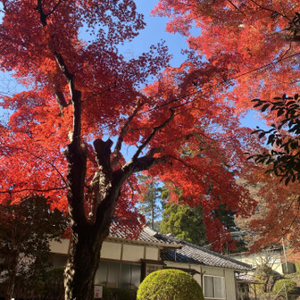 あたりが明るくなるほどの紅葉🍁
自己採点で、今年の紅葉写真で一番。