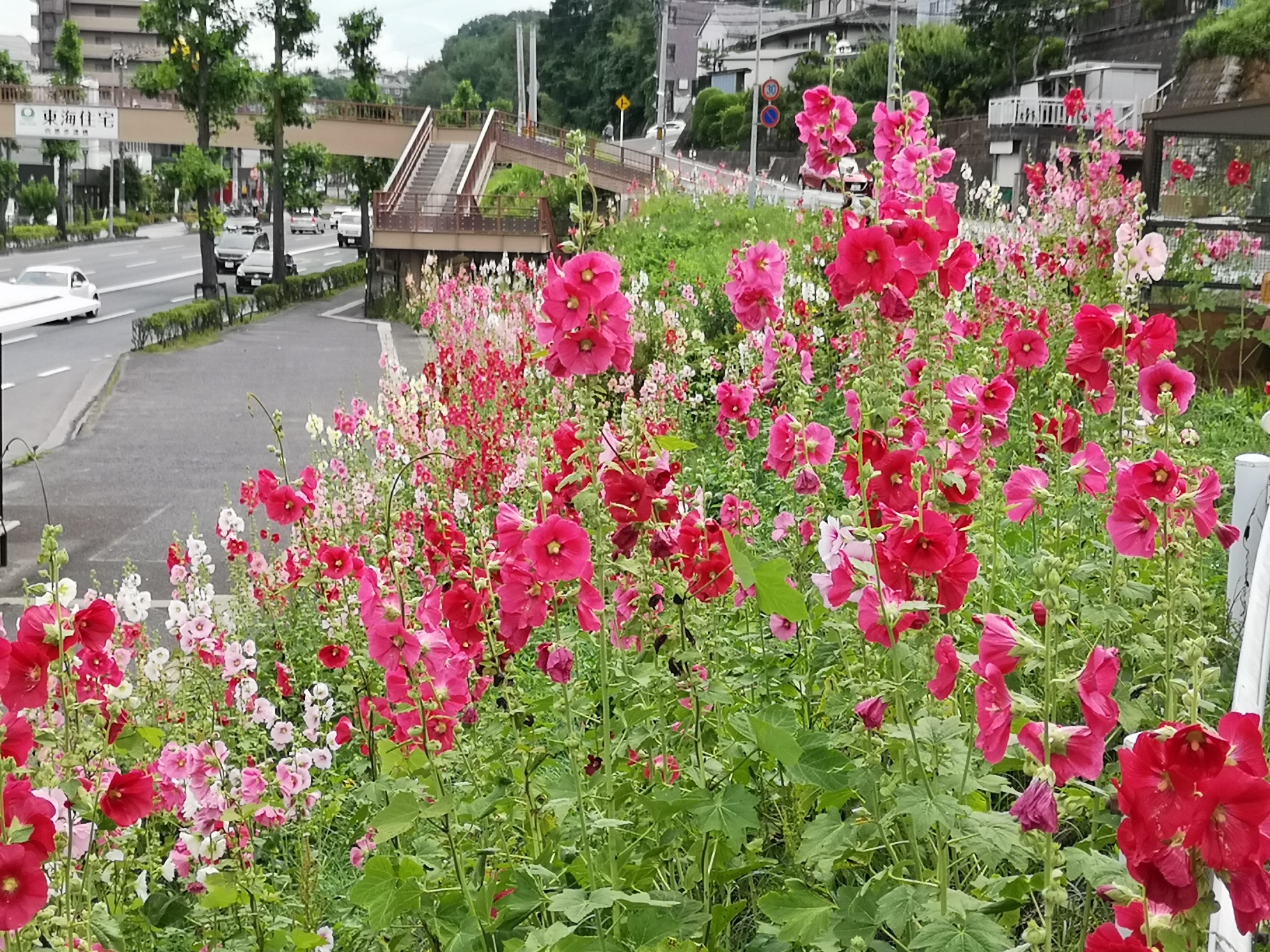 肩掛山 台原森林公園 かぱぢさんの仙台市の活動データ Yamap ヤマップ