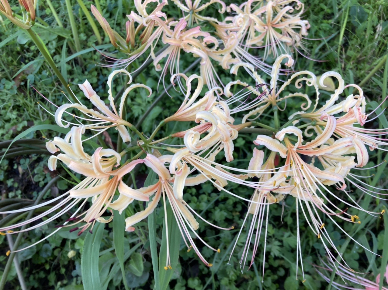 高浜市稗田川沿いの彼岸花進捗状況と西尾の低山三山ピークハント 羽角山 水道山 水晶山 さちごんさんの茶臼山 万灯山の活動日記 Yamap ヤマップ
