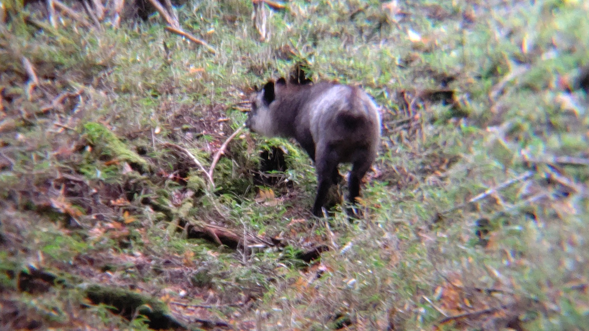 白銀の世界 北八ヶ岳 箕冠山 根石岳 と動物たちも スモールさんの八ヶ岳 赤岳 硫黄岳 天狗岳 の活動データ Yamap ヤマップ