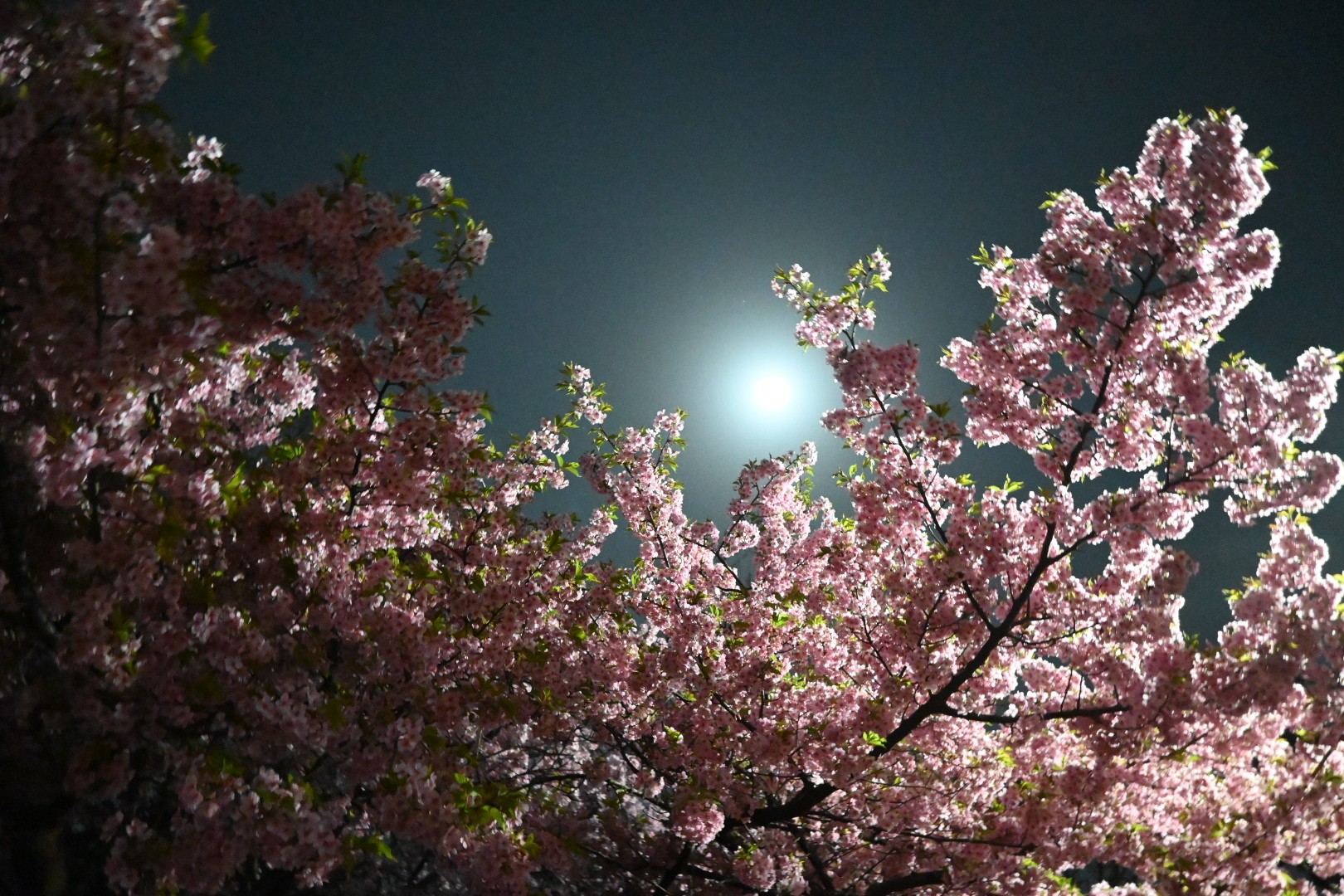 井の頭公園夜散歩 何となく写真撮りたく Gt2 0さんのモーメント Yamap ヤマップ