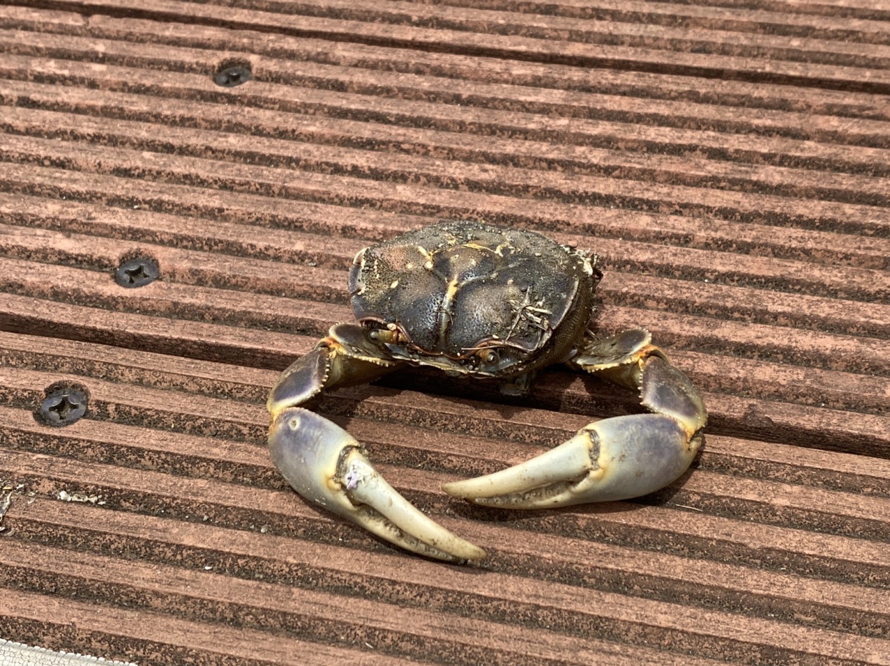 小網代の森 北尾根 21 05 26 Flying Toshiさんの三浦市 関東ふれあいの道 三浦 岩礁のみち 油壺 入江のみち 荒崎 潮騒のみち 小網代の森 の活動データ Yamap ヤマップ