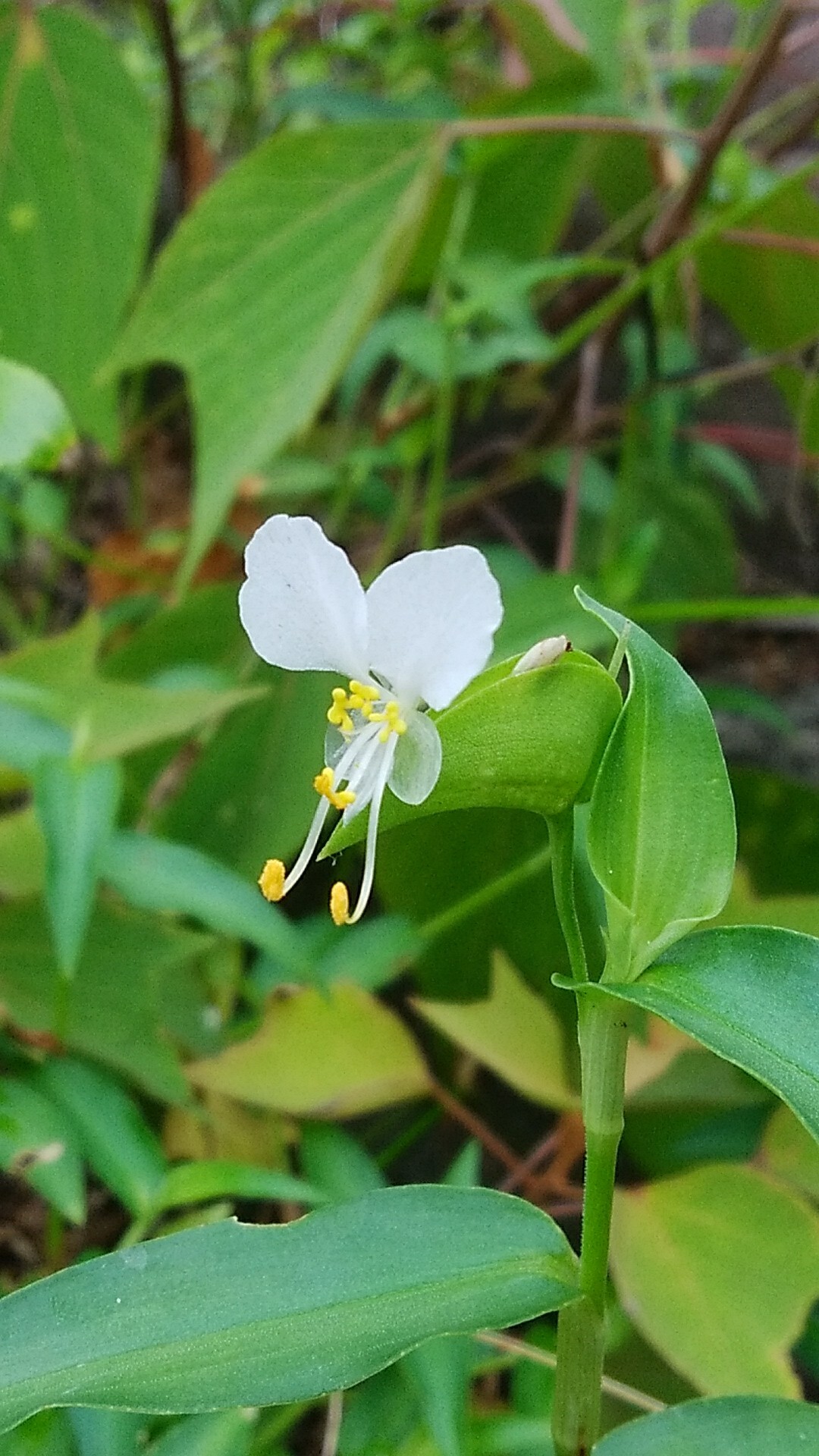 御殿山 梅雨なのに 綿帽子かぶって 高松市の写真21枚目 白い花の 蛍草 めったに見ることができ Yamap ヤマップ