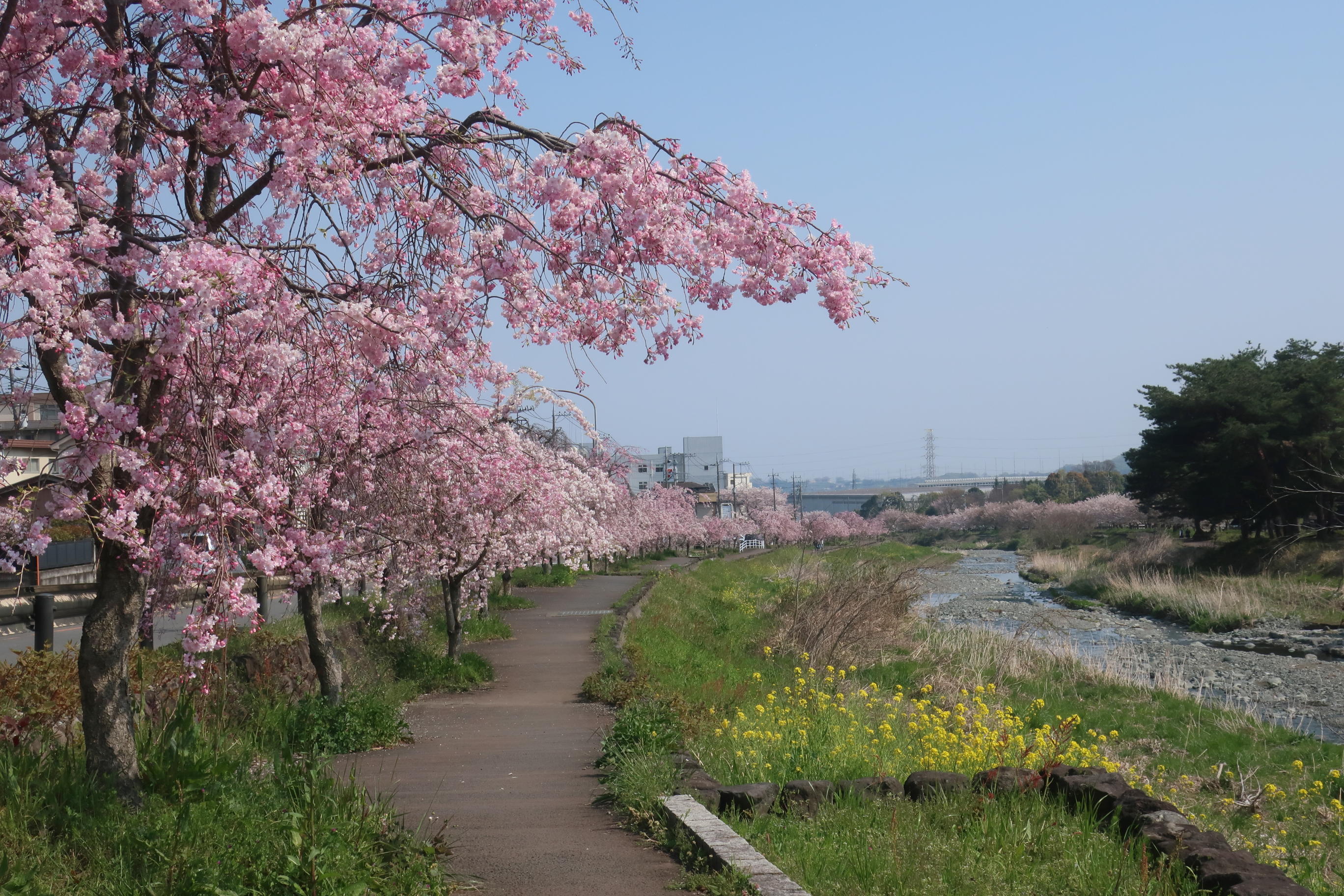 秦野 水無川 しだれ桜 年4月8日開花状況 見頃 新型コロナウィルス 緊急事態宣言の私への影響 金子和広さんの丹沢山の活動日記 Yamap ヤマップ