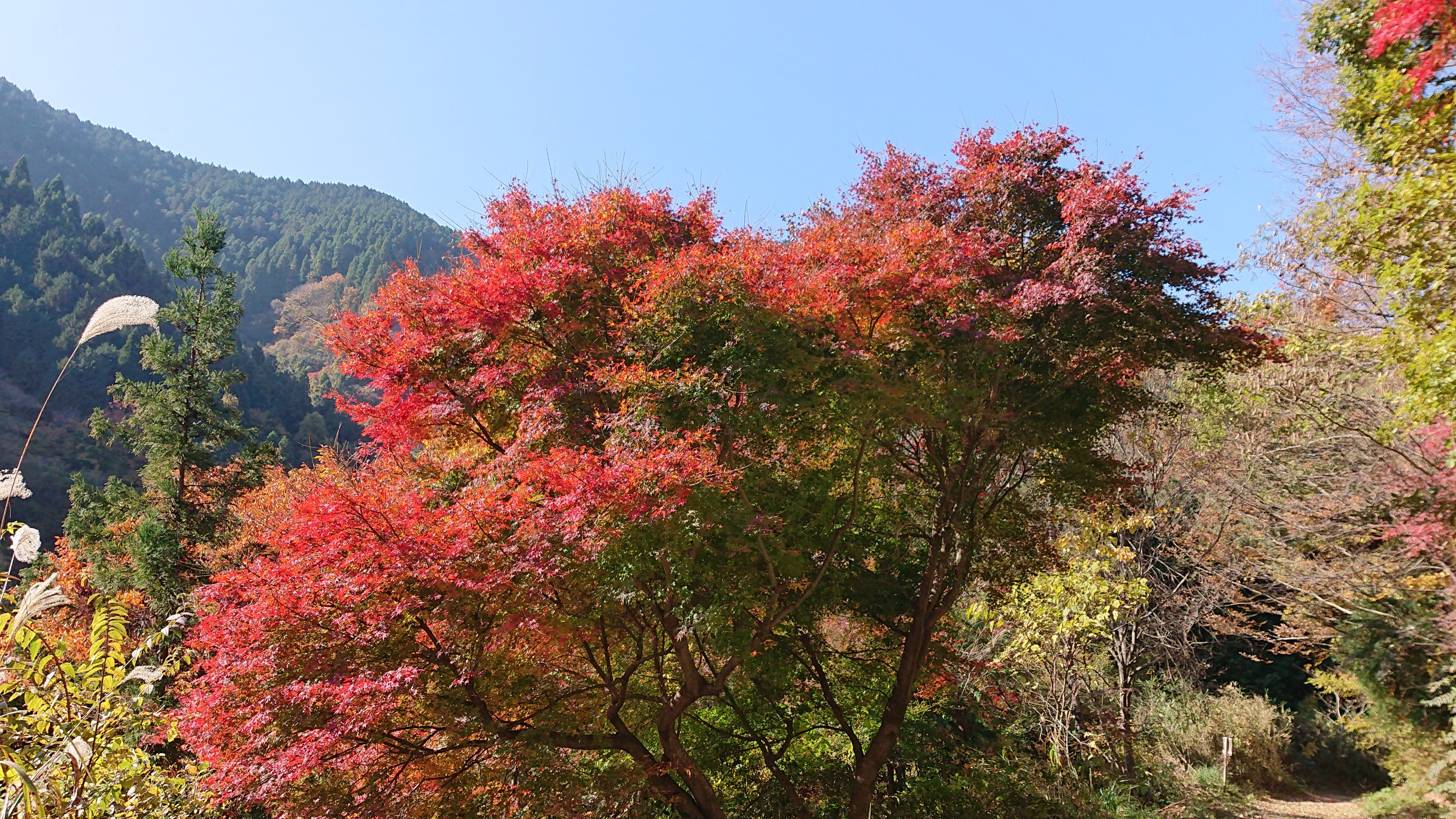 紅葉を見に 葛城山 金剛山 さっさんさんの金剛山 二上山 大和葛城山の活動データ Yamap ヤマップ