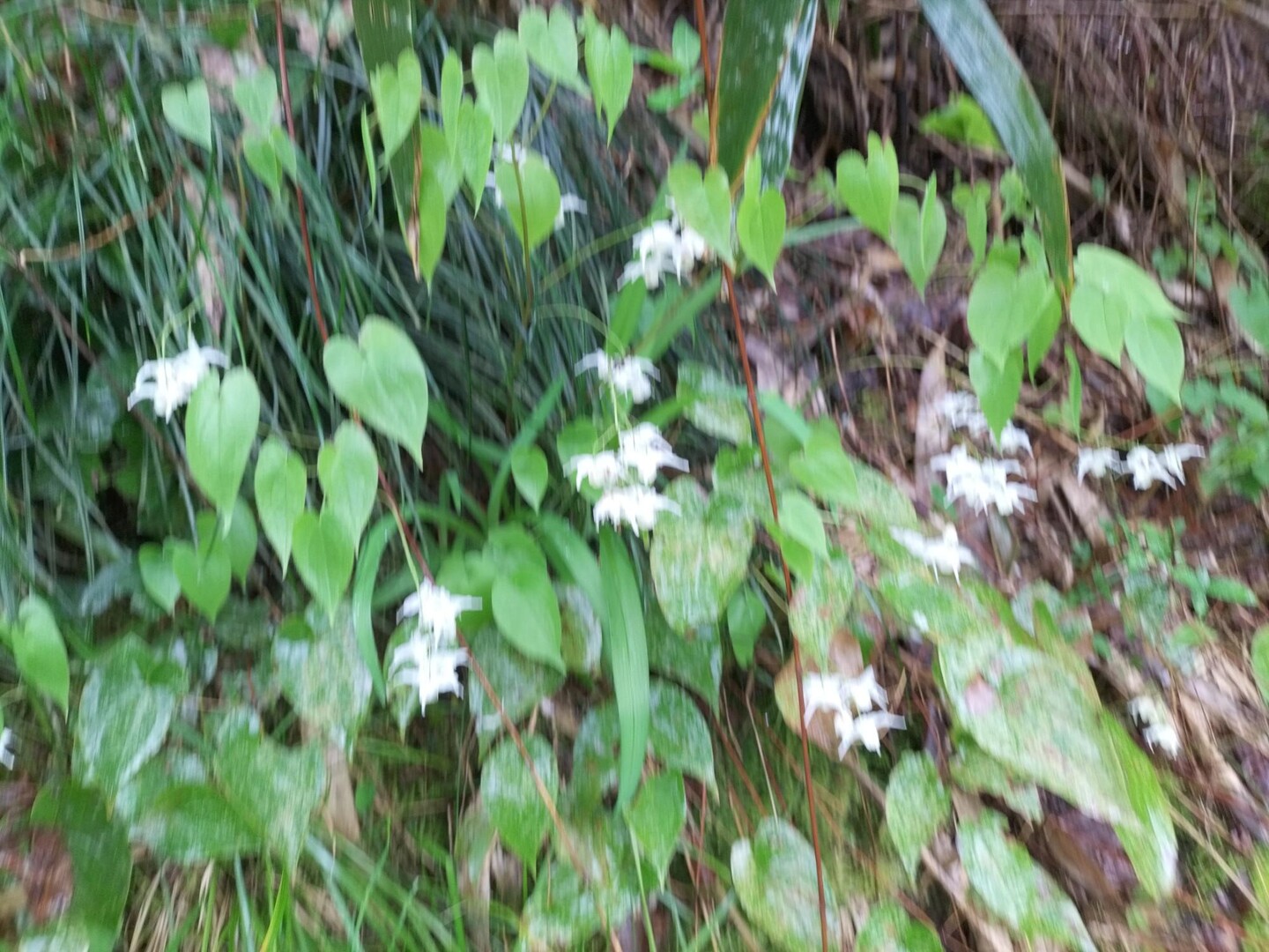 神明山 元旦から連続100日目 / 煩悩魔神さんの文殊山の活動データ YAMAP / ヤマップ