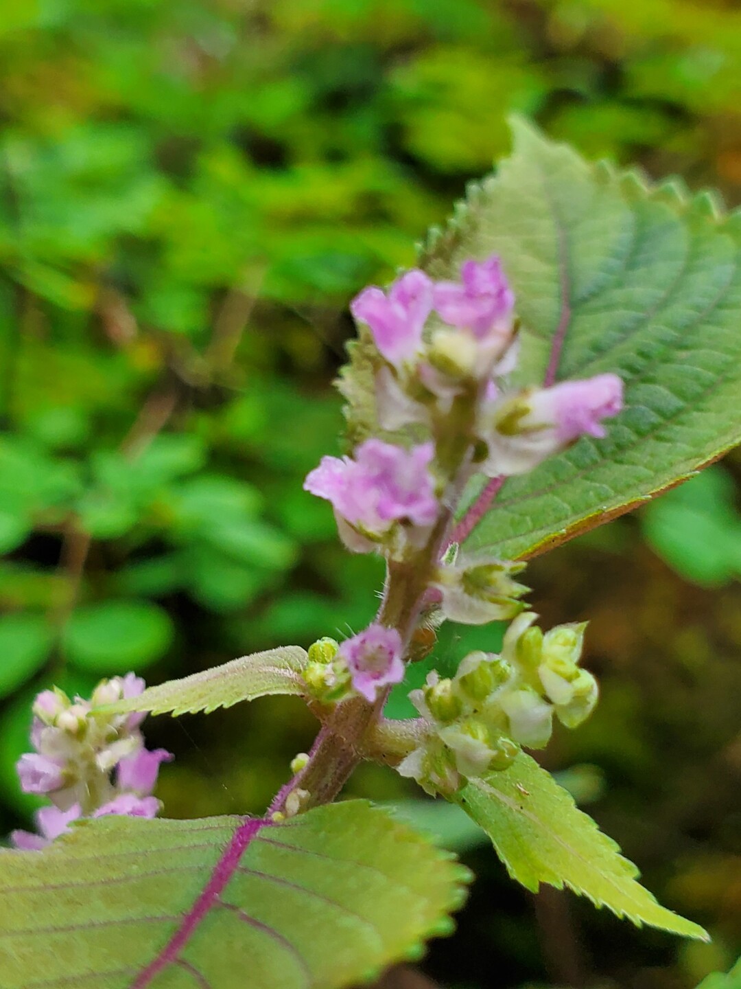 梅ケ成 命の水 四本松 尻割山 オリーブさんの三本杭 鬼ヶ城山 高月山の活動日記 Yamap ヤマップ