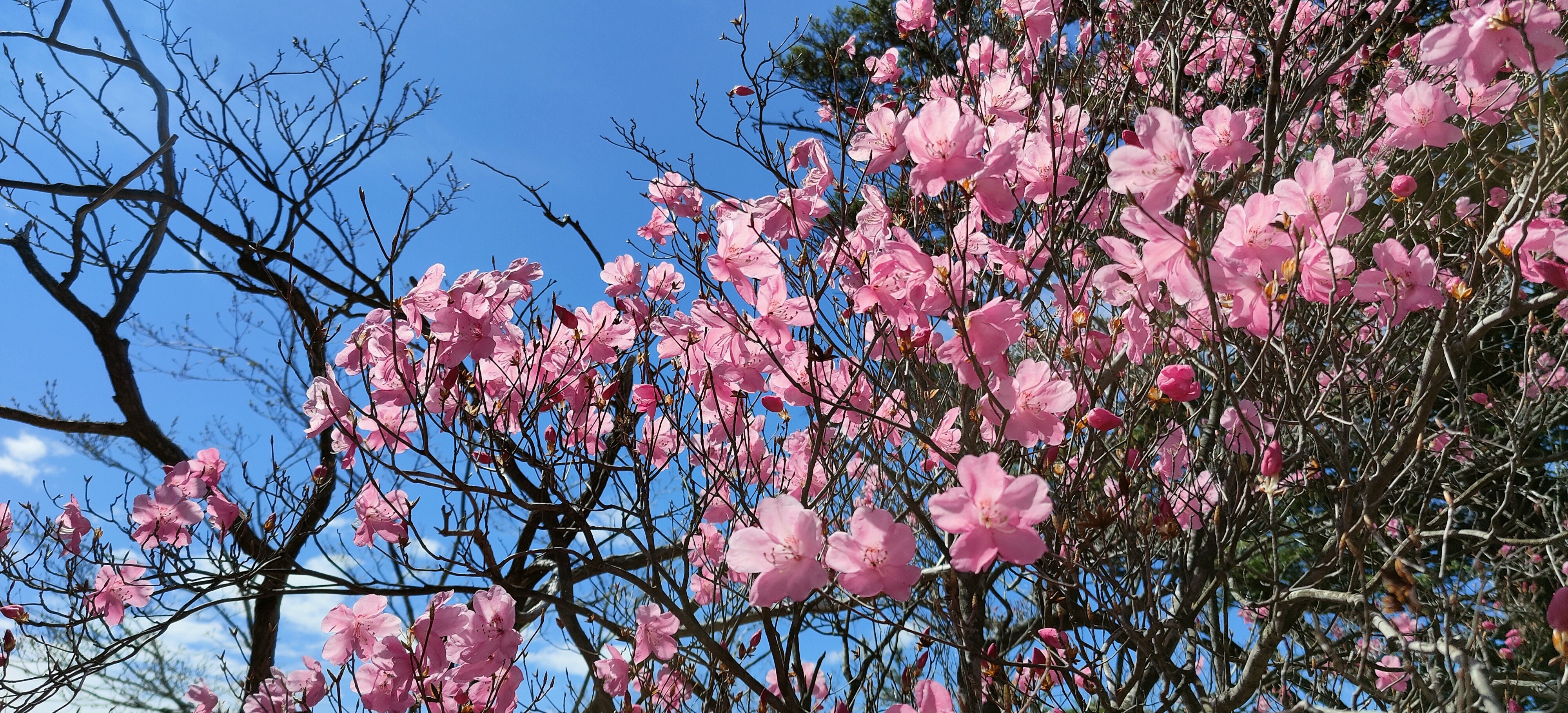 夏木山 要山 アケボノツツジとミツバツツジ満開 Akiraさんの大崩山 五葉岳 新百姓山の活動データ Yamap ヤマップ