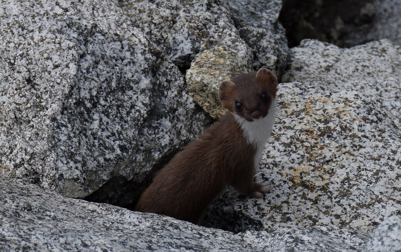 オコジョに会ったよ And五色ヶ原 ヤカマシーさんの立山 雄山 浄土山の活動データ Yamap ヤマップ