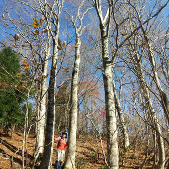 左門岳 やがてブナばっかりの二次林になっていきます。