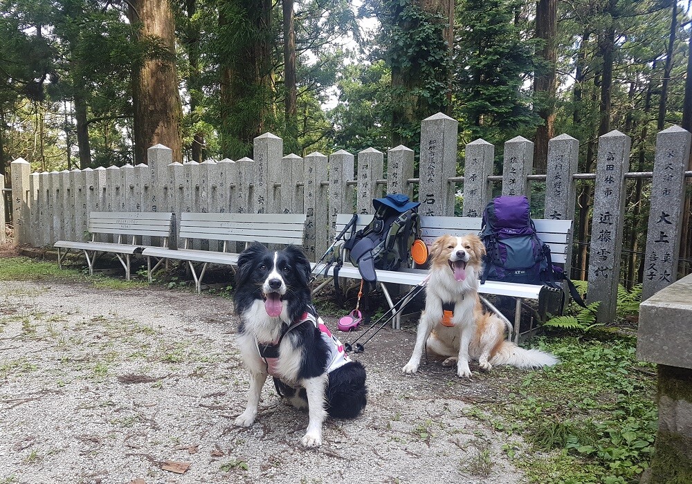 犬散歩 金剛山 念仏坂 文珠東尾根 ぐりこさんの金剛山 二上山 大和葛城山の活動データ Yamap ヤマップ
