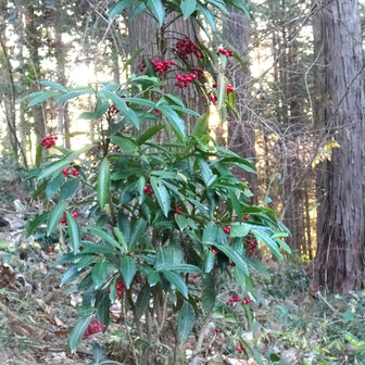 崇台山 長学寺裏尾根の赤い実をつけたマンリョウ