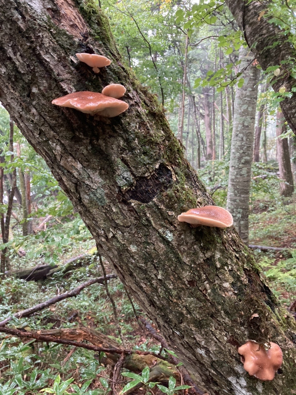 どしゃ降りの雨の中 念願の天然舞茸見つ 山ちゃんさんのモーメント Yamap ヤマップ