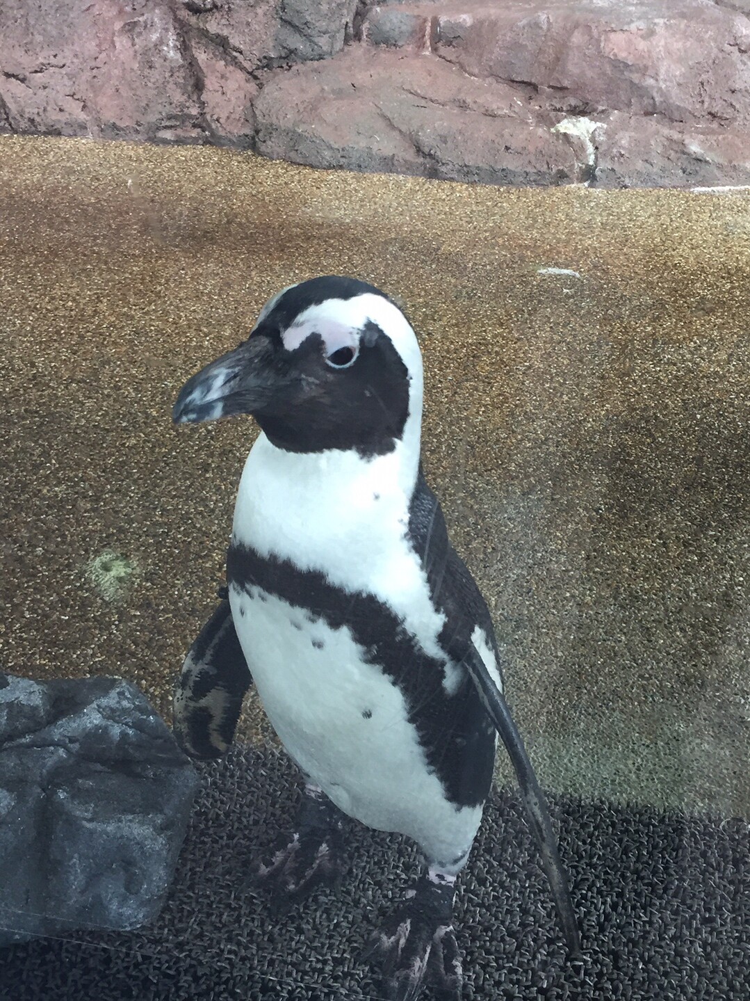 番外編 京都水族館でおす アキランさんの京都市の活動日記 Yamap ヤマップ