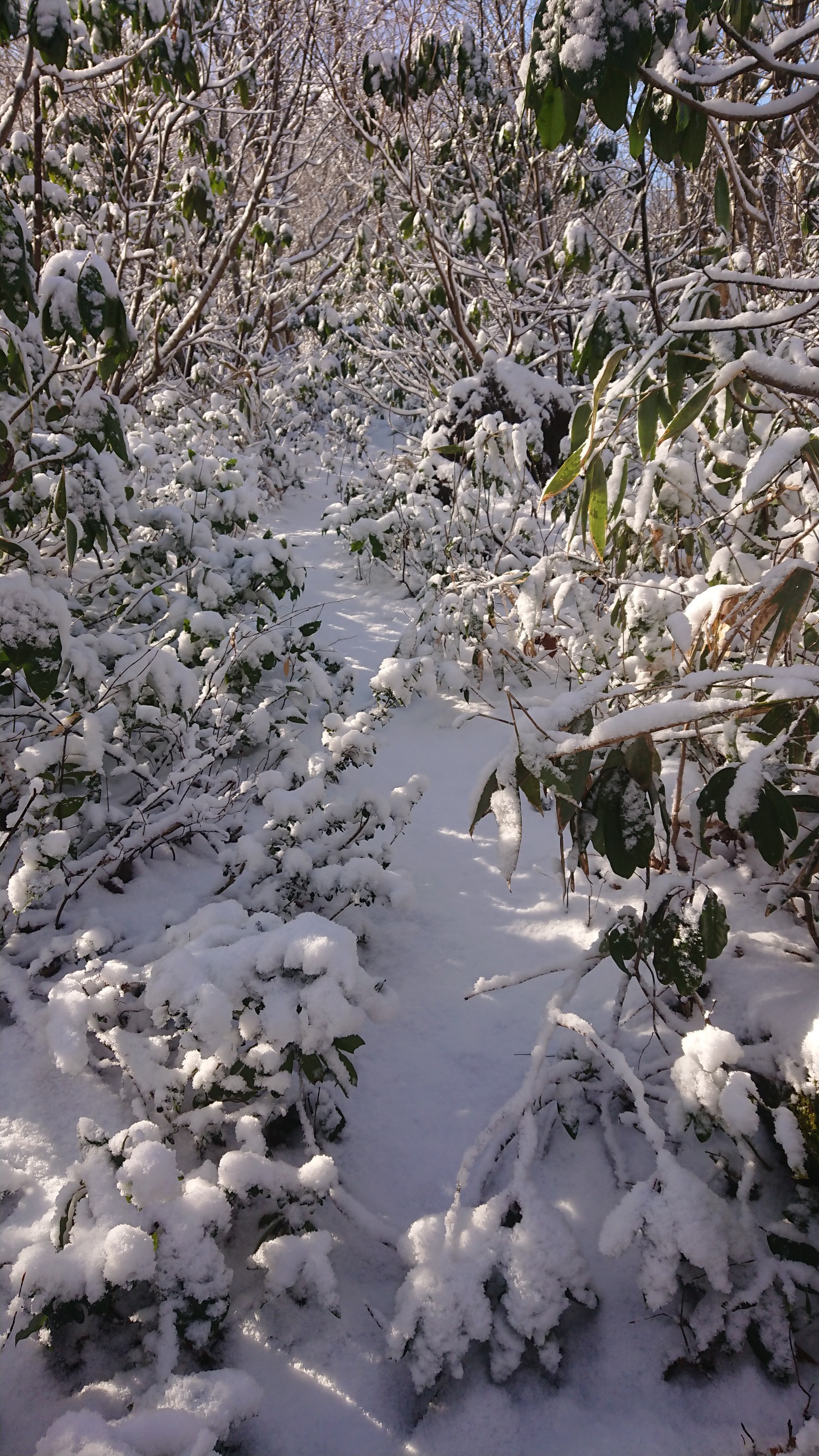 木六山・銀次郎山 灰色に見えますが雪
写真の腕が今一😰
