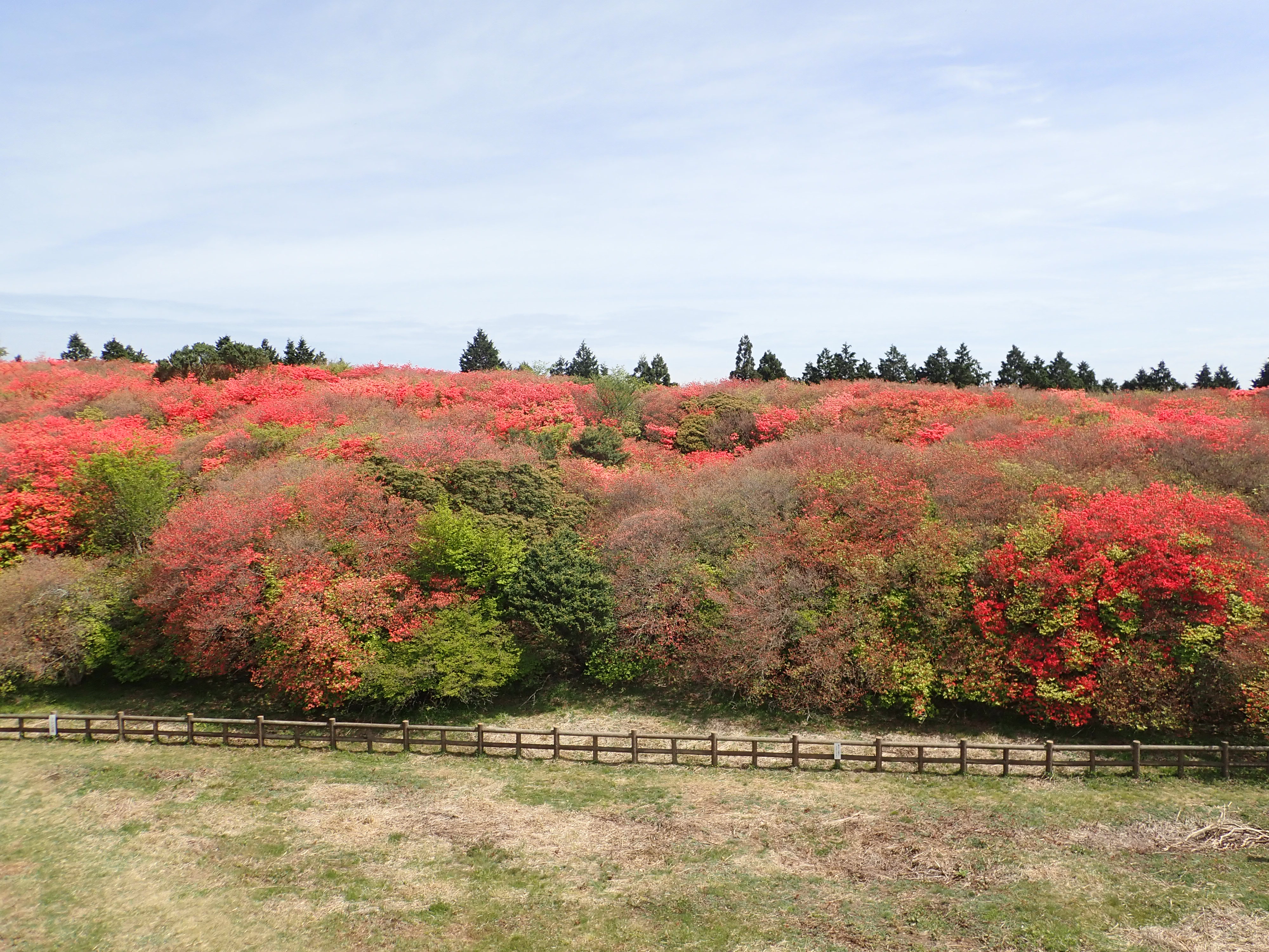 21 4 5高越山と船窪つつじ公園 Turugi1955さんの高越山の活動データ Yamap ヤマップ
