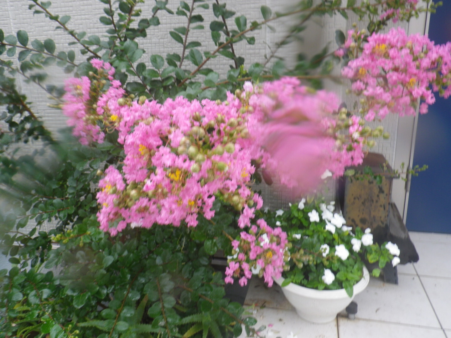 地を這う くわさんの賤機山の活動データ Yamap ヤマップ