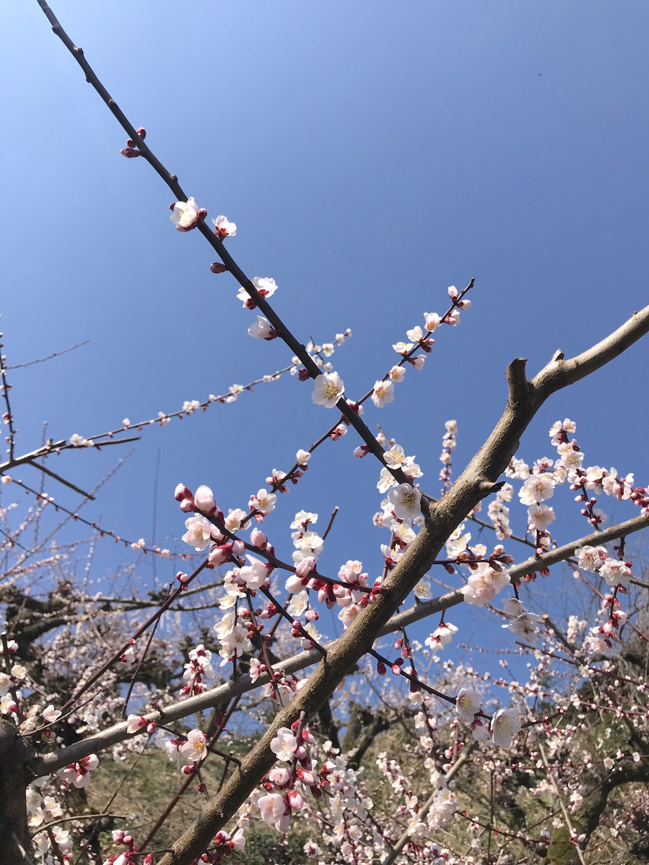 野花梅渓めぐり としさんの三徳山 投入堂の活動日記 Yamap ヤマップ
