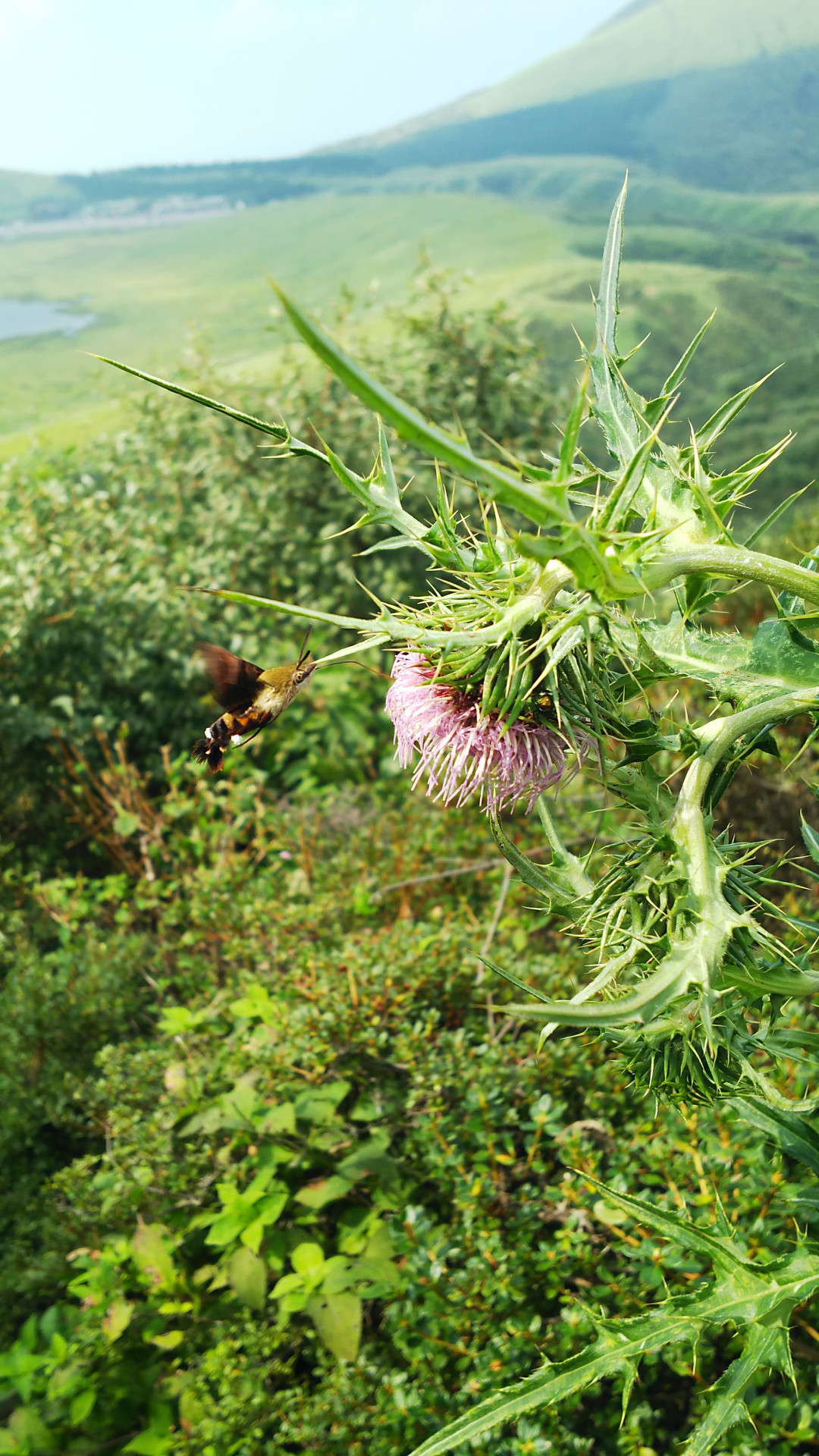 烏帽子岳だけでなく烏帽子岳と駒立山だけ行っただけだけん 晴 Mountainさんの阿蘇山 高岳 根子岳の活動データ Yamap ヤマップ