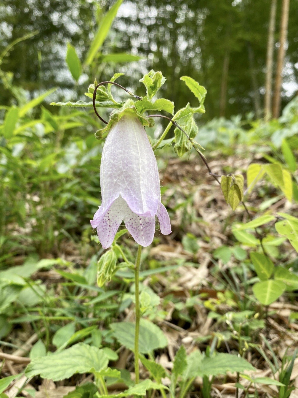 ホタルブクロ 別名 釣鐘草やbell F すみすみさんのモーメント Yamap ヤマップ