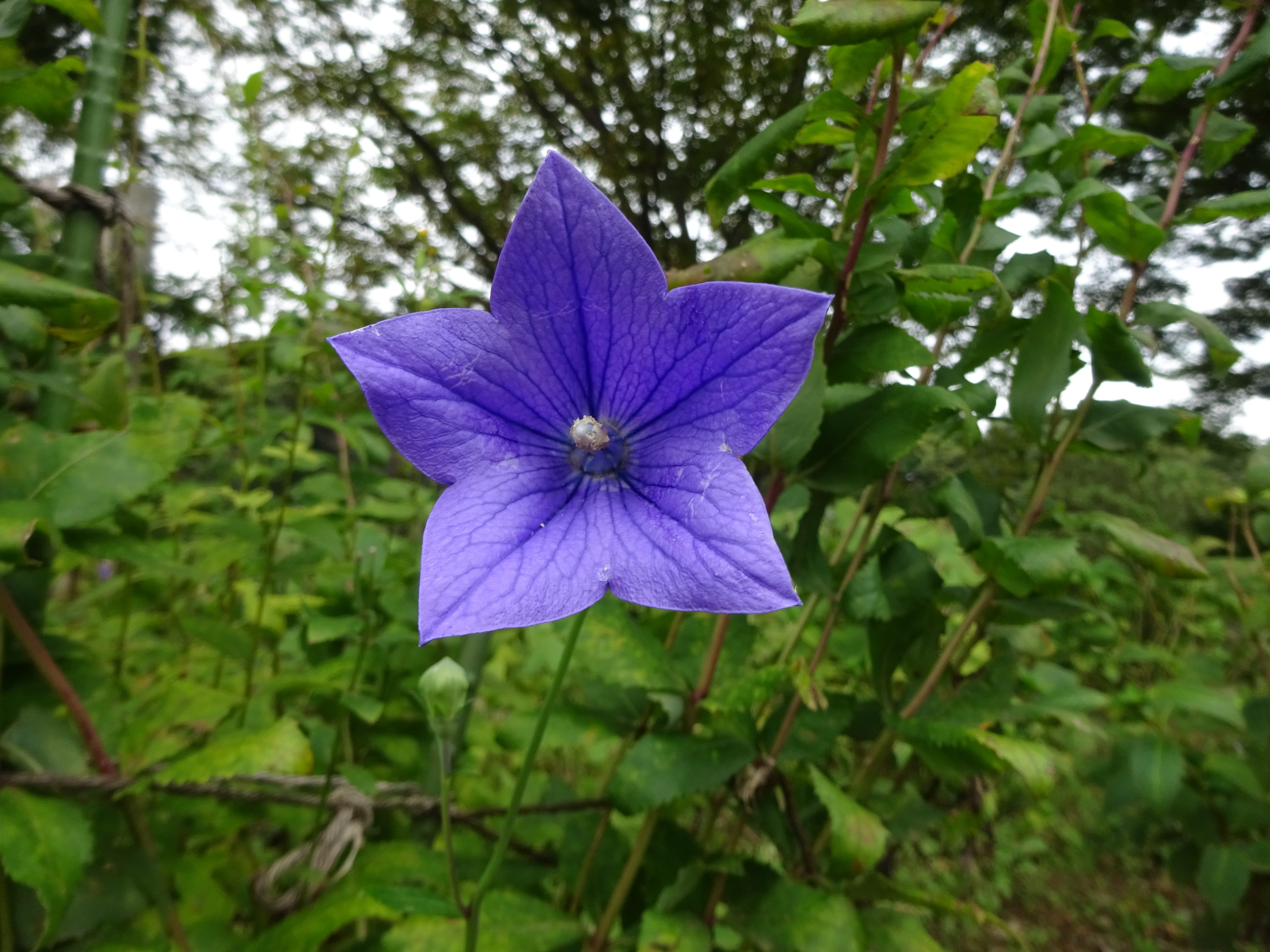 国営昭和記念公園 ずおずおむさんの国分寺市の活動日記 Yamap ヤマップ