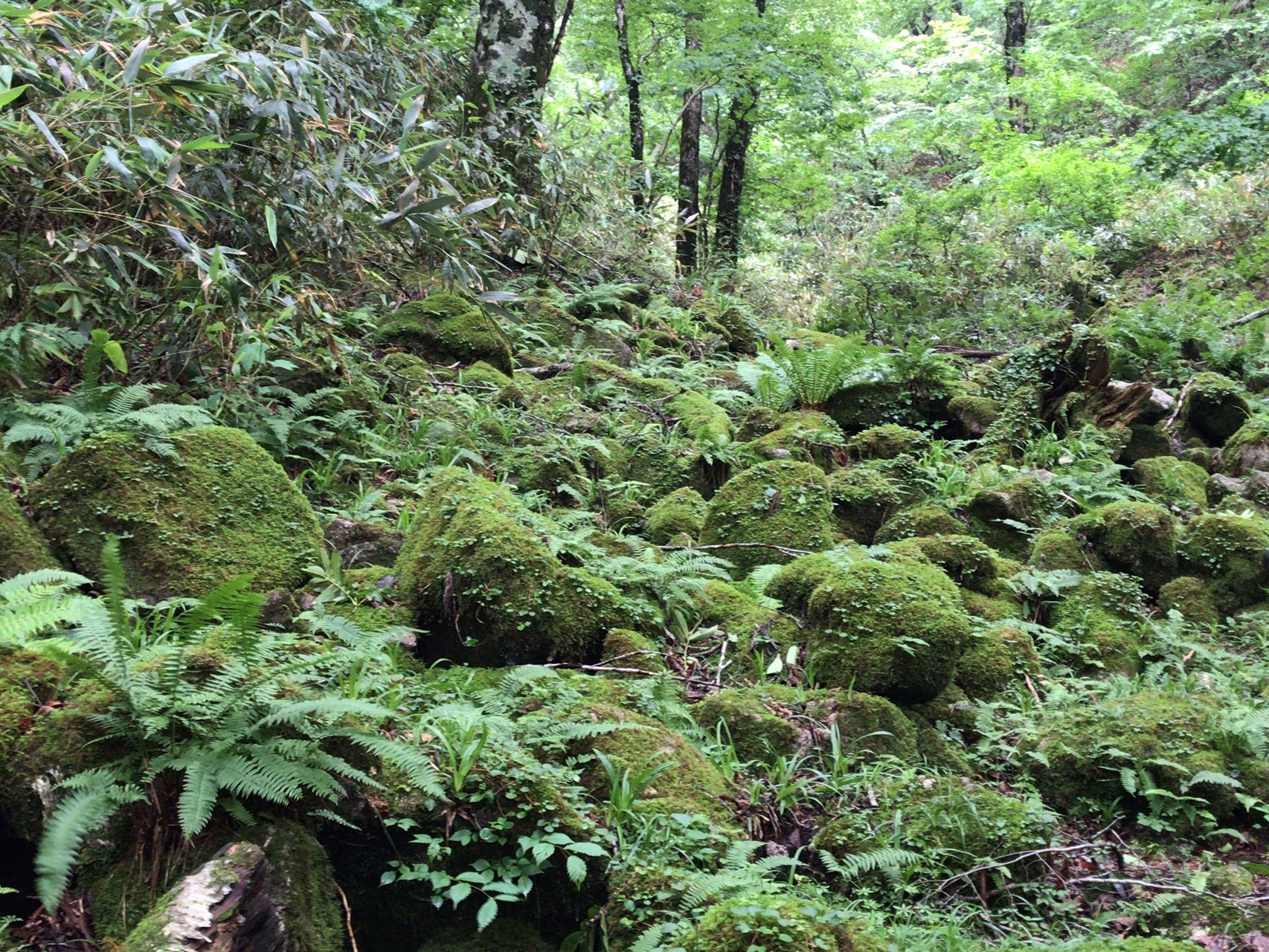 若杉天然林 森林浴の森日本100選 07 05 もりてさんの東山 鳥取県 鳴滝山の活動データ Yamap ヤマップ